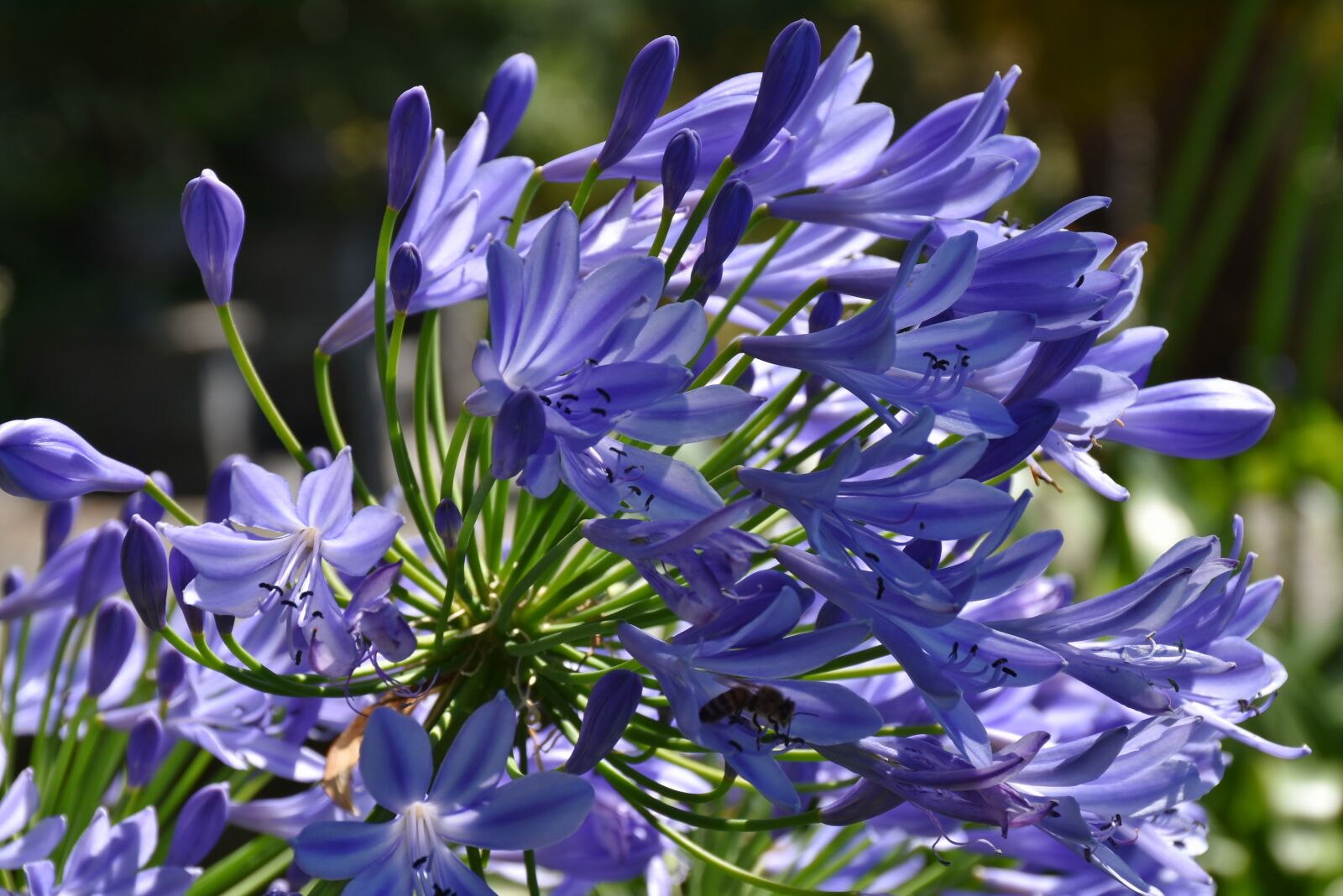 Nikon D7200 sample photo. Flowers, blue, summer photography