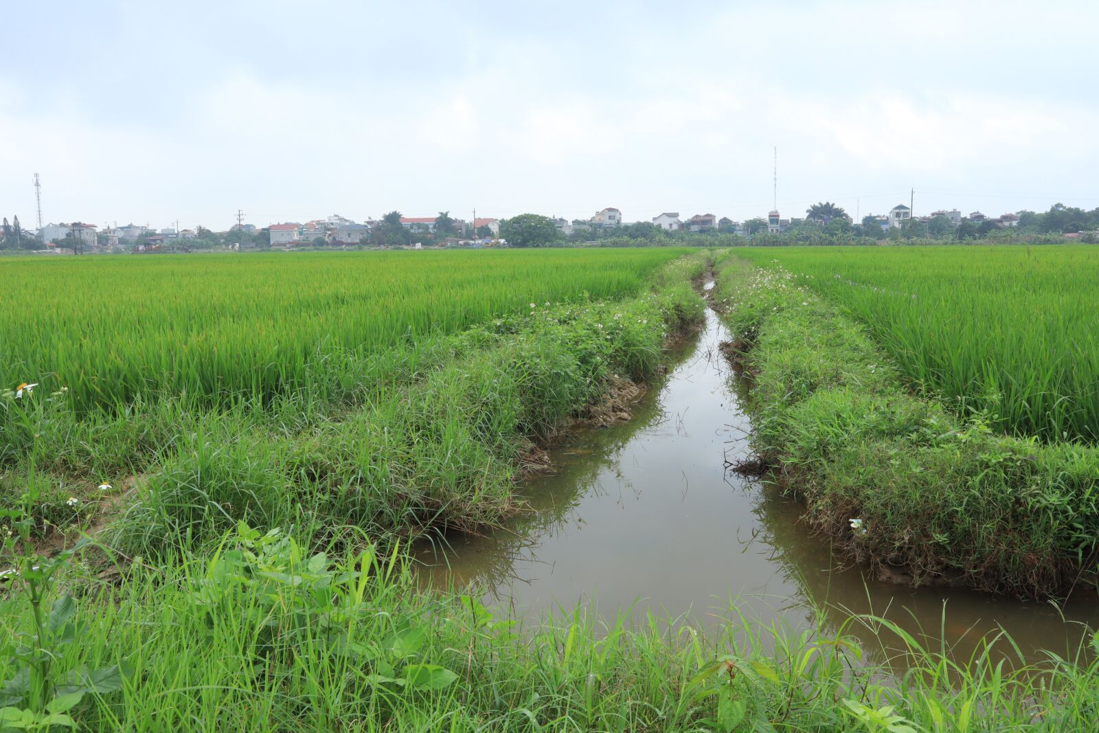Canon EOS M50 (EOS Kiss M) sample photo. Water, paddy field, field photography