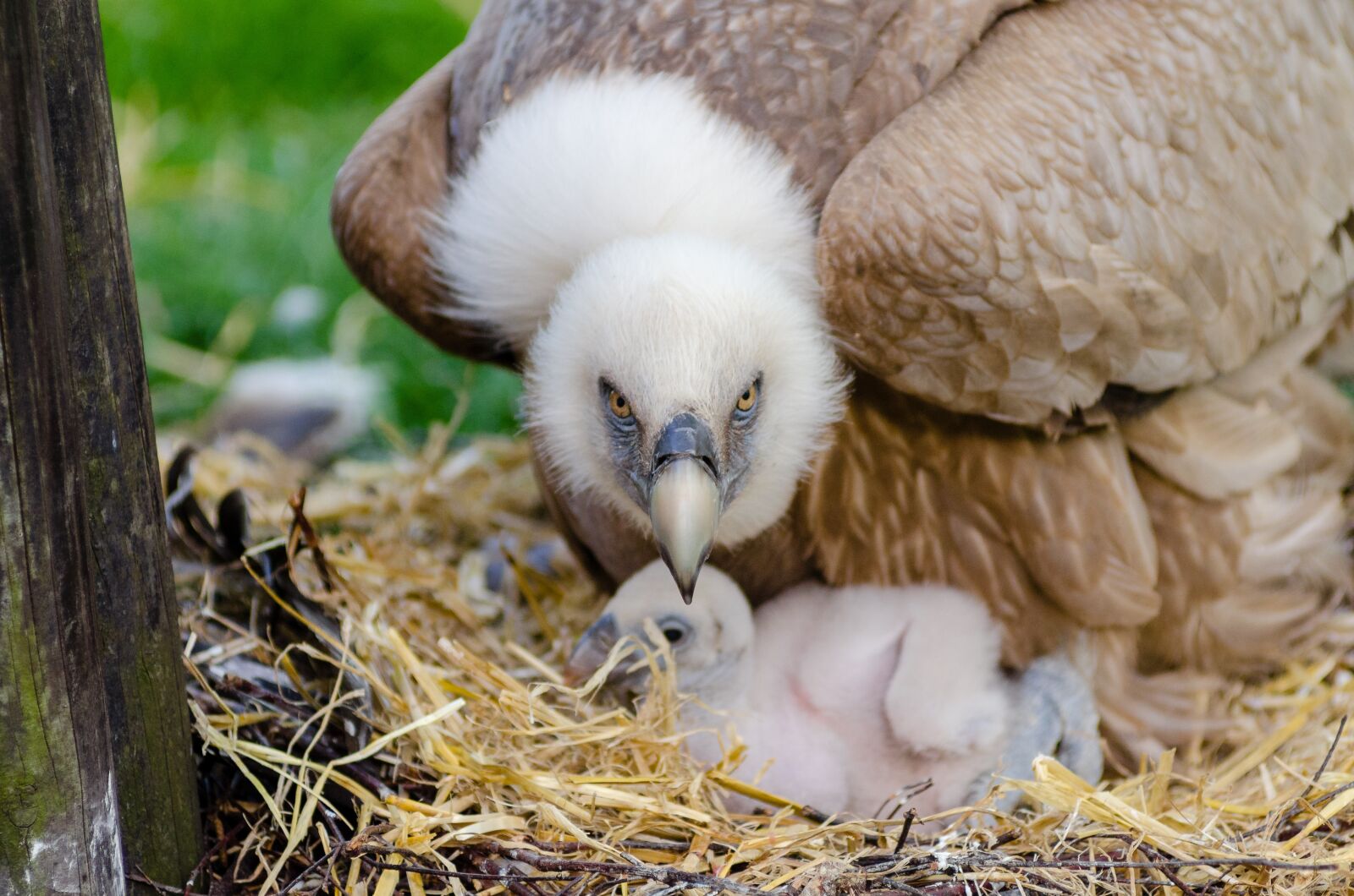 Nikon D7000 sample photo. Animals, bird nest, birds photography