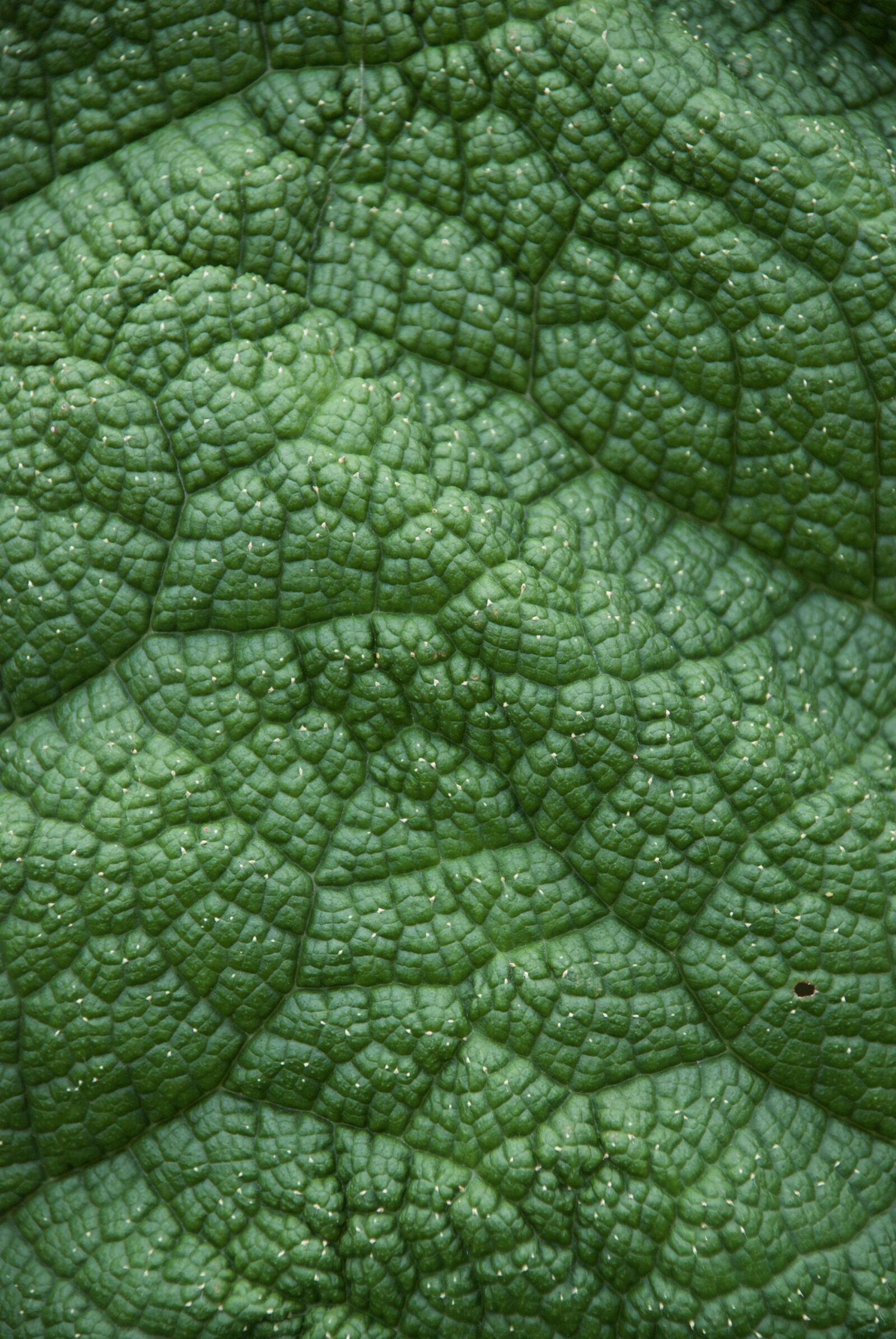 Nikon D80 sample photo. Sheet, green, plant photography