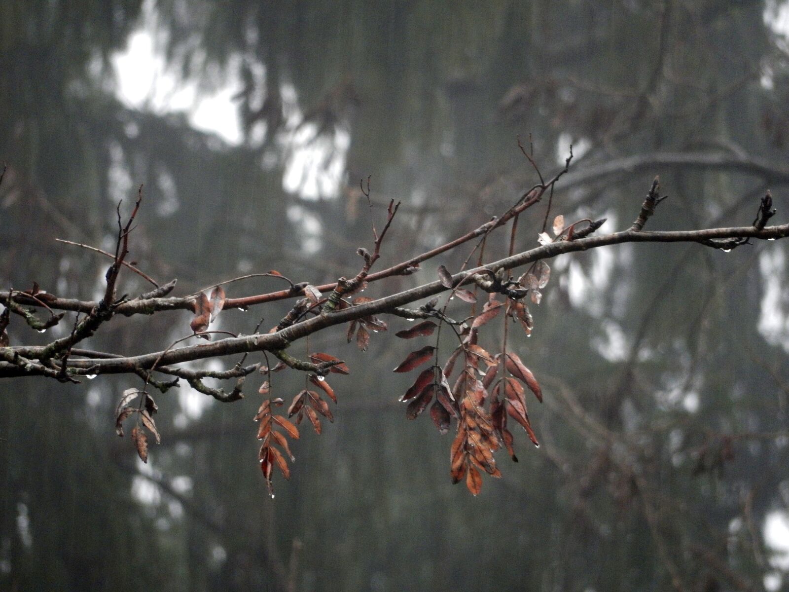 Nikon Coolpix S9700 sample photo. Tree, outdoors, nature photography