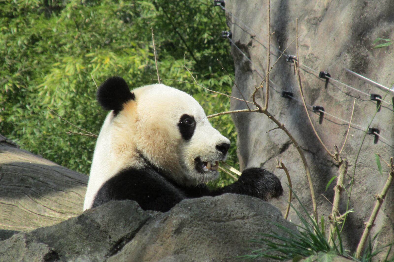 Canon PowerShot SX160 IS sample photo. Panda, bear, animals photography