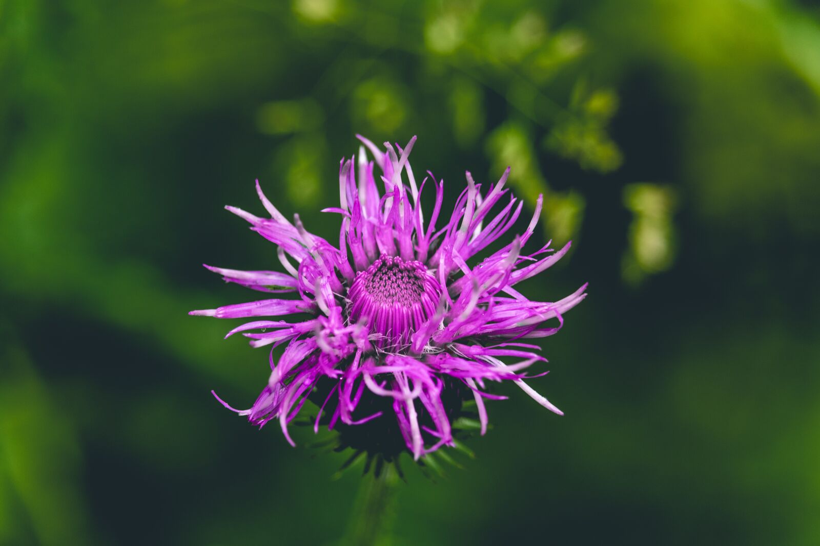 Canon EF-S 55-250mm F4-5.6 IS STM sample photo. Thistle, plant, bloom photography