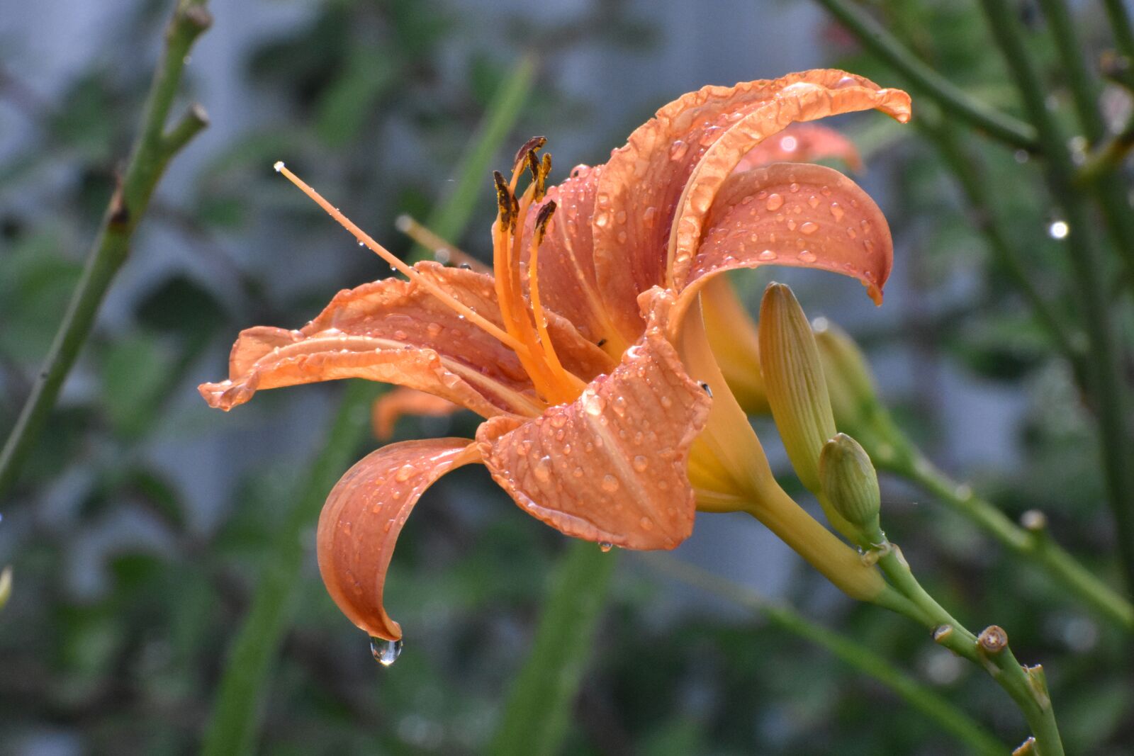 Nikon D3400 sample photo. Day-lily, flower, drops photography