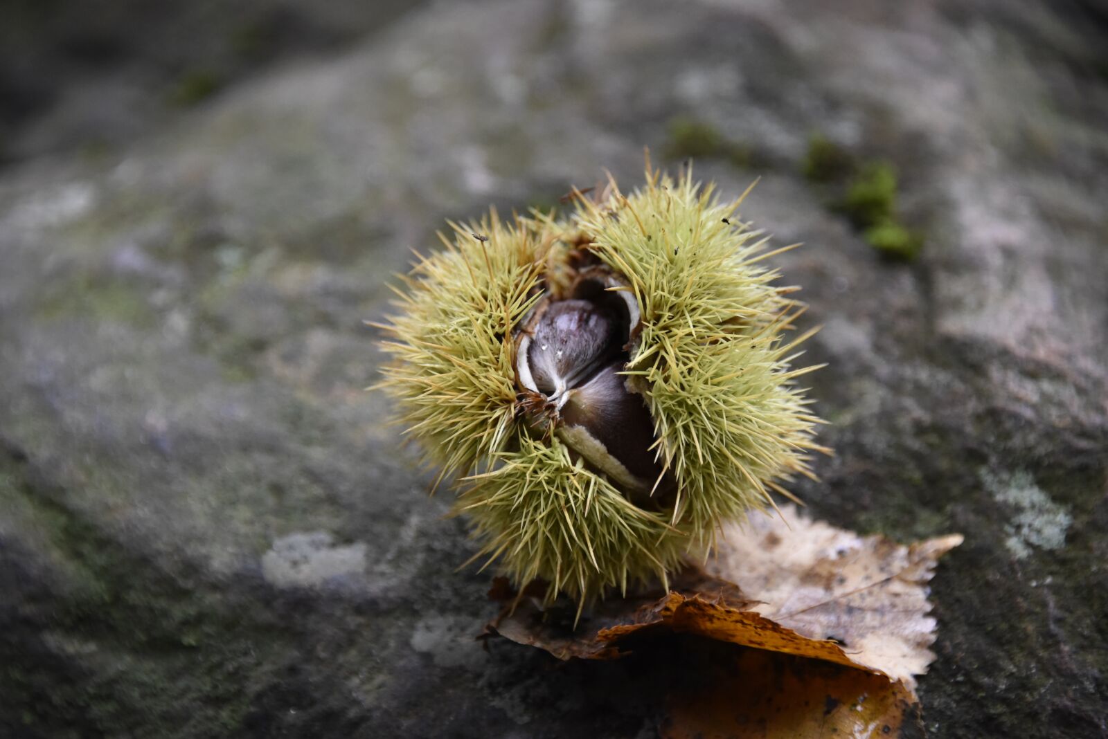 Nikon D750 sample photo. Autumn, maroni, sweet chestnuts photography