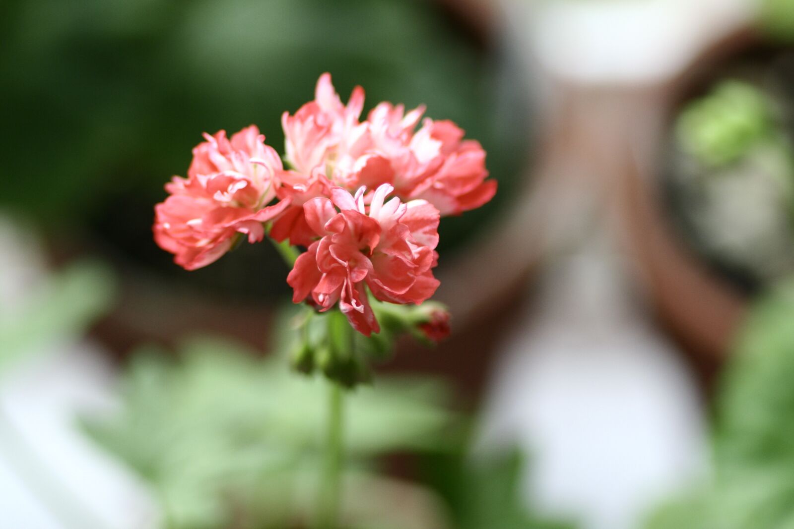 Canon EOS 350D (EOS Digital Rebel XT / EOS Kiss Digital N) sample photo. Geranium, flowers photography