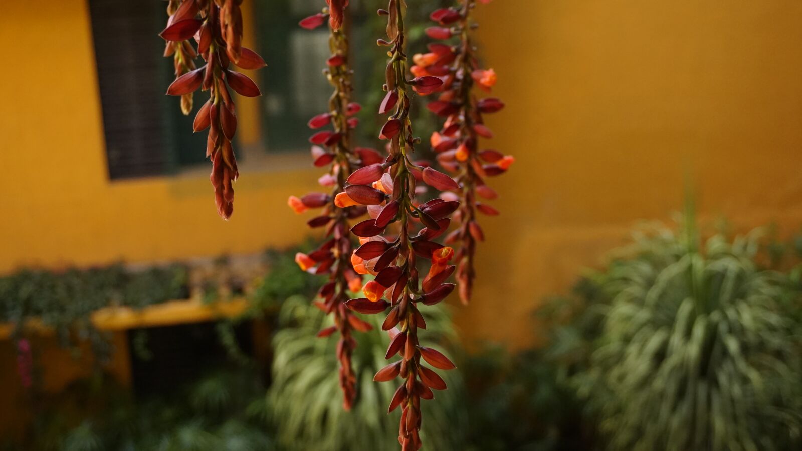 Sony Alpha a5000 (ILCE 5000) sample photo. Plant, flowers, creeper photography