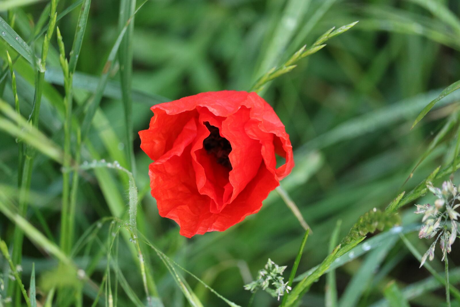 Canon EOS 750D (EOS Rebel T6i / EOS Kiss X8i) sample photo. Poppy, meadow, blossom photography