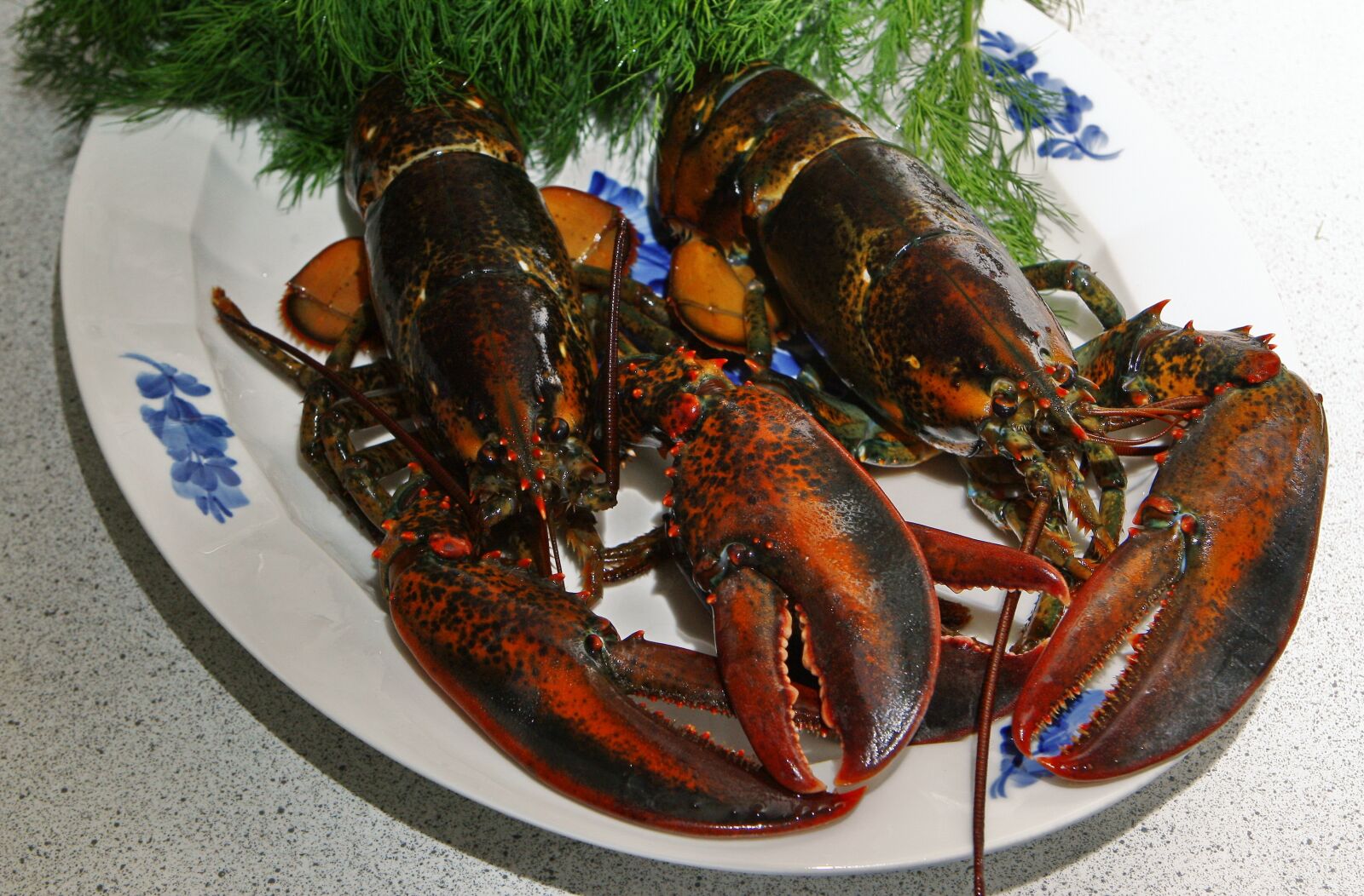 Canon EOS-1D Mark III sample photo. Lobster, danish lobster, limfjord photography