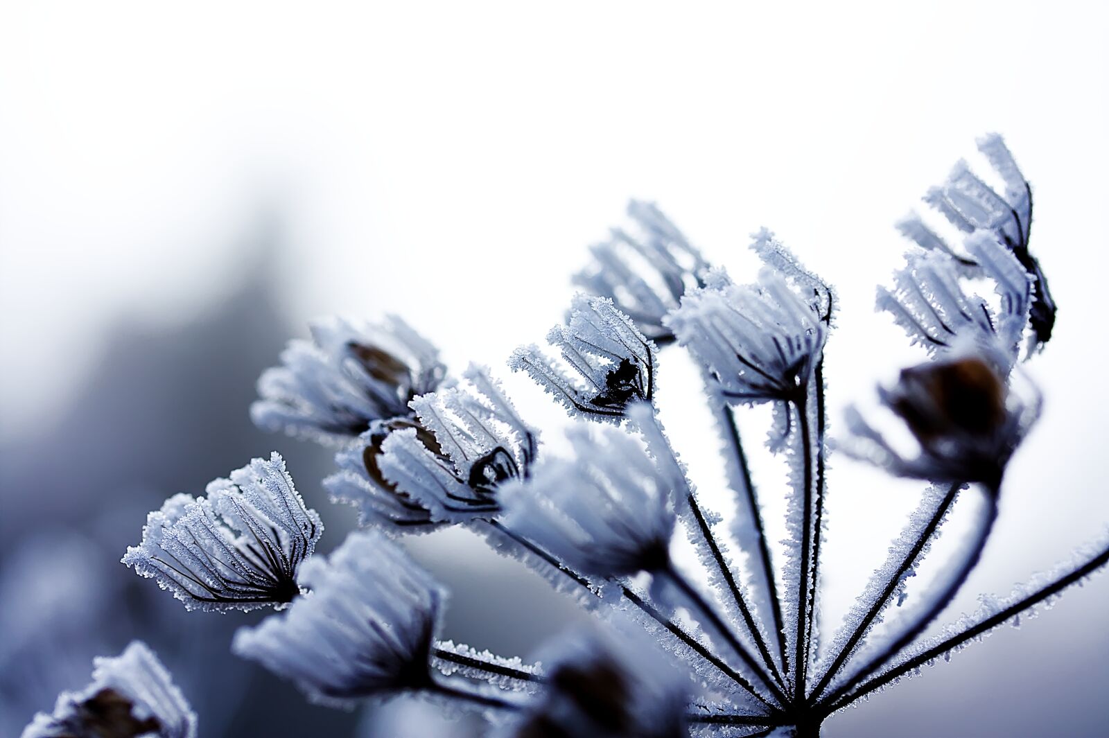 Canon EOS 450D (EOS Rebel XSi / EOS Kiss X2) sample photo. Frost, winter, snow photography