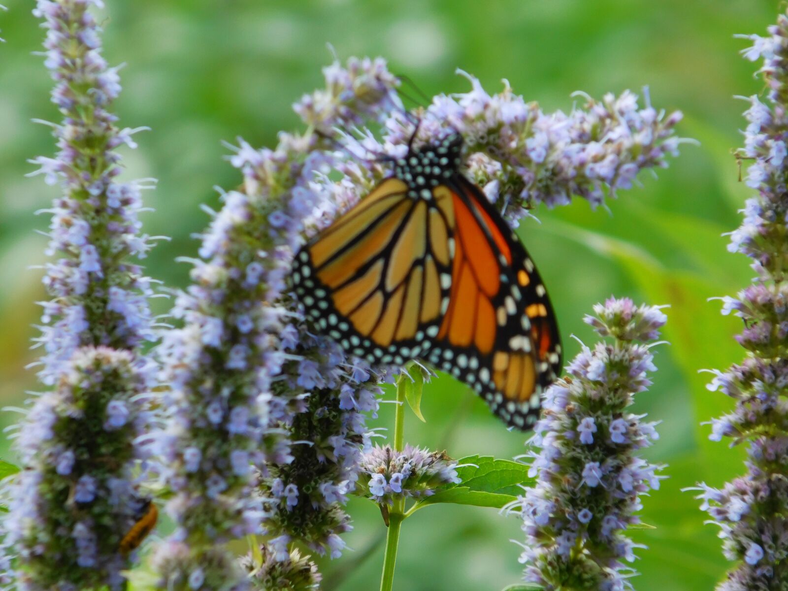 Nikon Coolpix L840 sample photo. Butterfly, lavanda, lavander photography