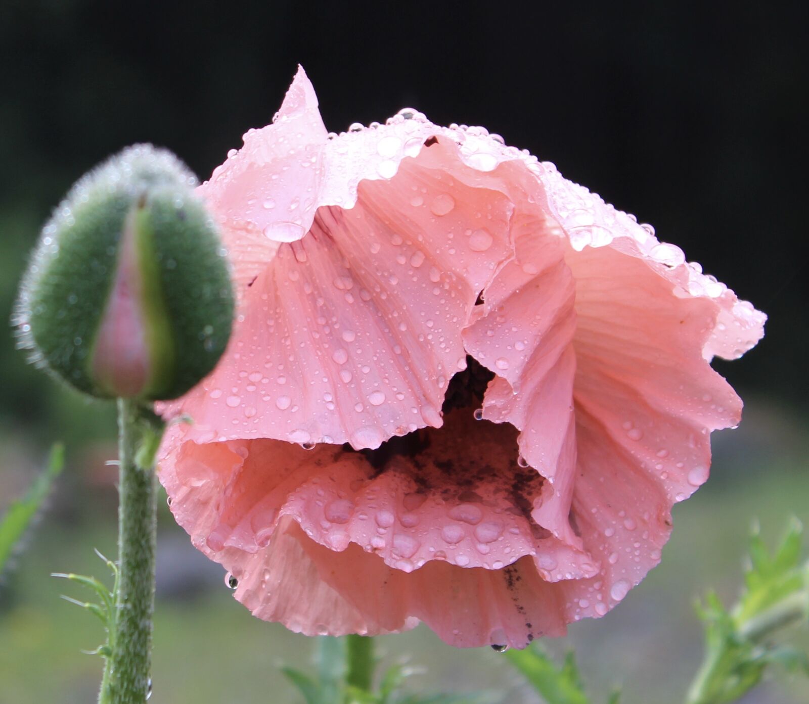 Canon EOS 600D (Rebel EOS T3i / EOS Kiss X5) sample photo. Poppy, dew, pink photography