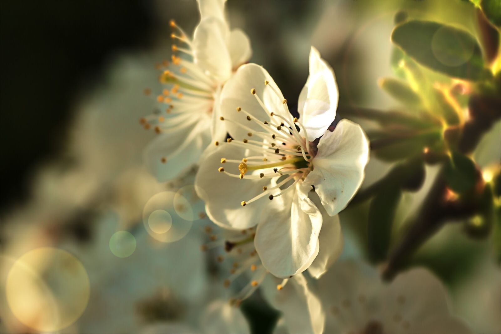 Tamron SP 90mm F2.8 Di VC USD 1:1 Macro sample photo. Apple blossom, blossom, bloom photography