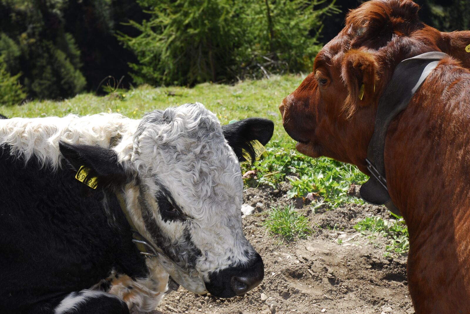 Nikon D200 sample photo. Cows, tyrol, alpine meadow photography