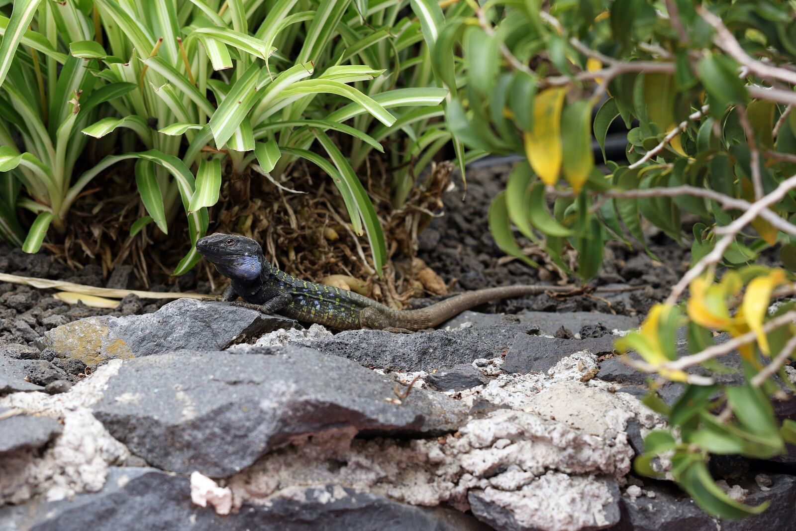Canon EOS 7D Mark II sample photo. The lizard, kanaryjka niebieskoplama photography