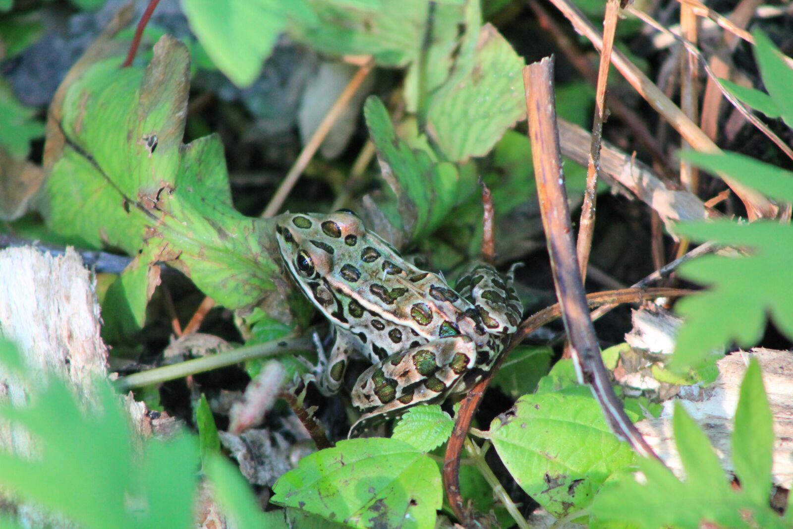 Canon EOS 1100D (EOS Rebel T3 / EOS Kiss X50) sample photo. Pond, frog, green photography
