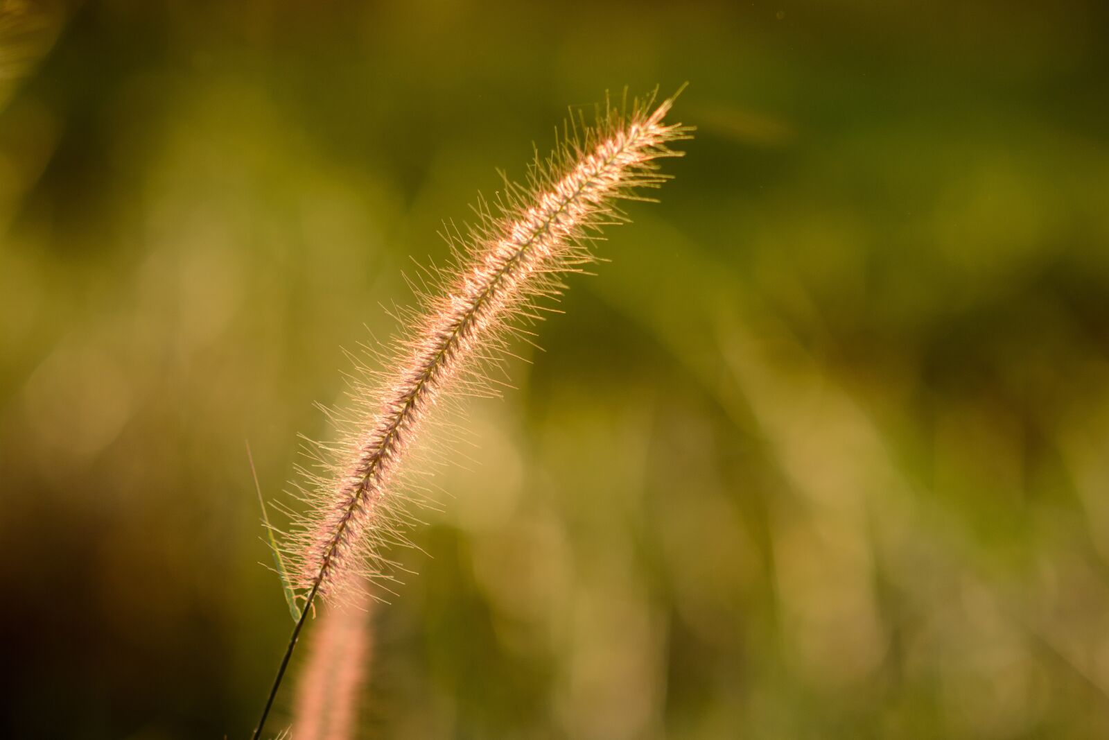 Nikon D7100 sample photo. Grass, nature, green photography