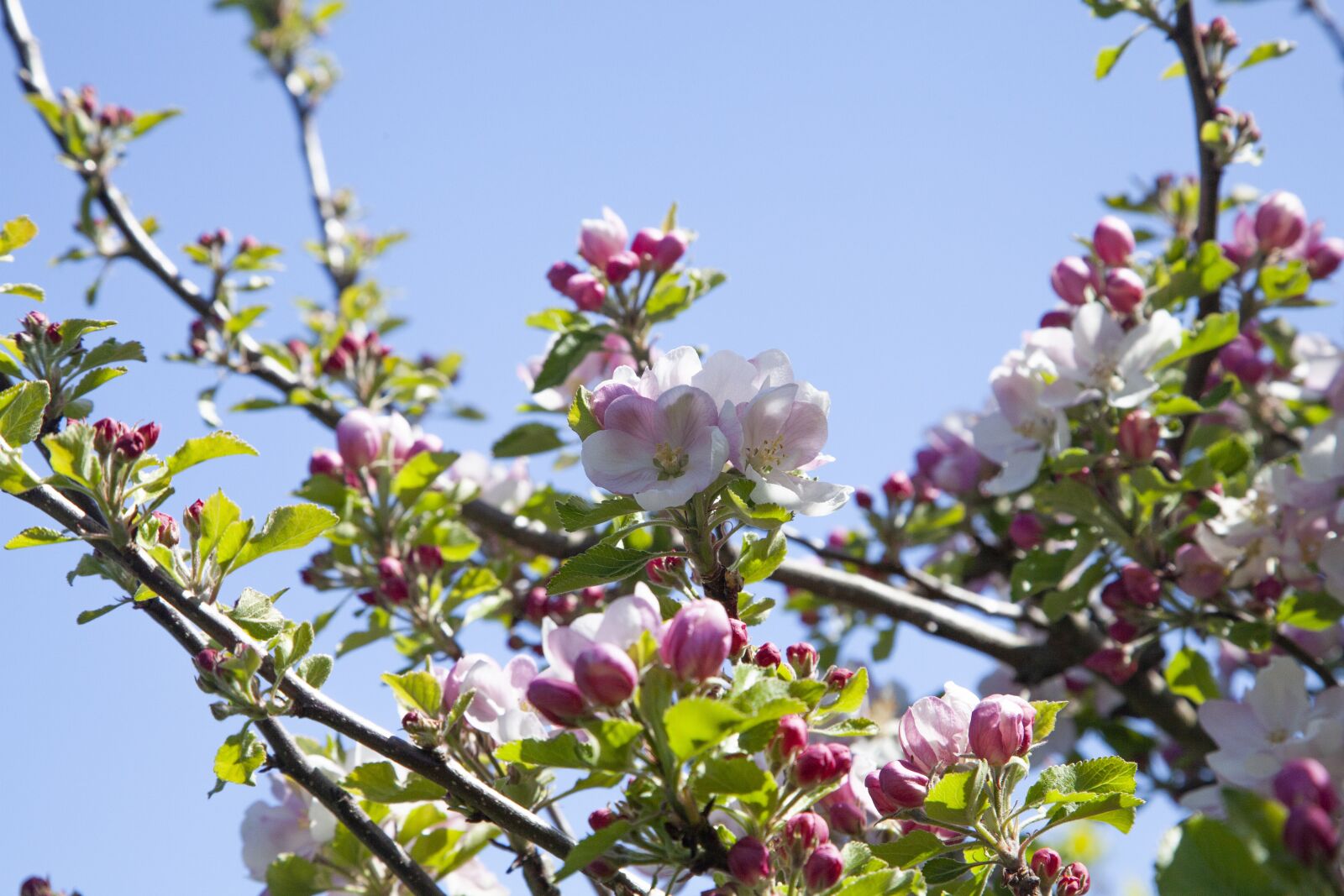 Canon EOS 5D Mark II sample photo. Apple tree, blossom, spring photography