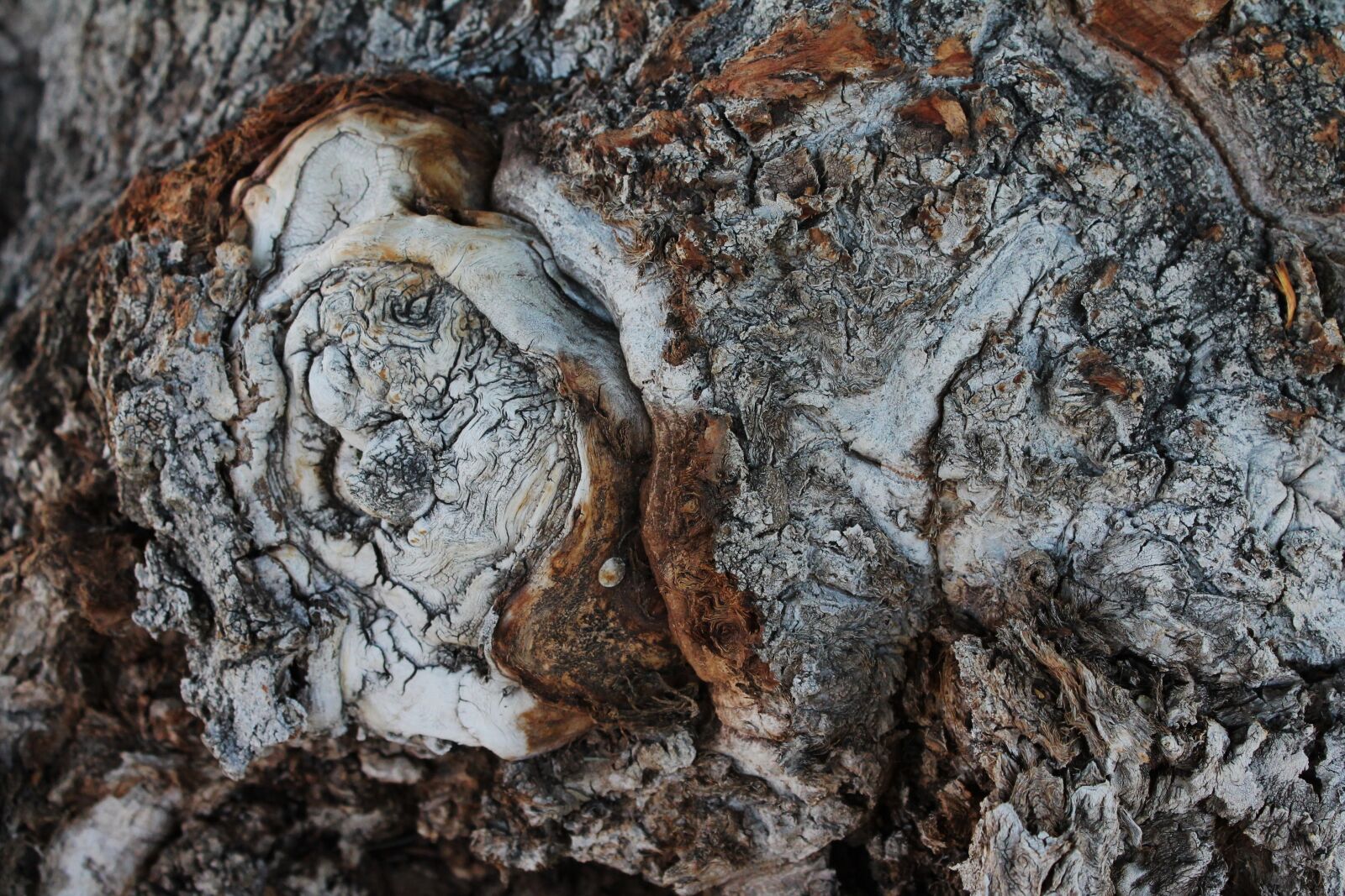 Canon EOS 1100D (EOS Rebel T3 / EOS Kiss X50) sample photo. Tree trunk, tree, timber photography