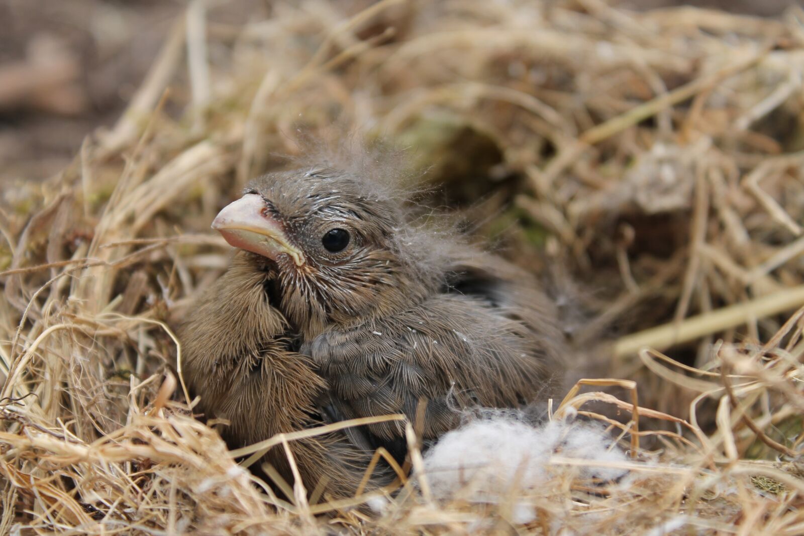 Canon EOS 1100D (EOS Rebel T3 / EOS Kiss X50) sample photo. Bird, nature, animal world photography