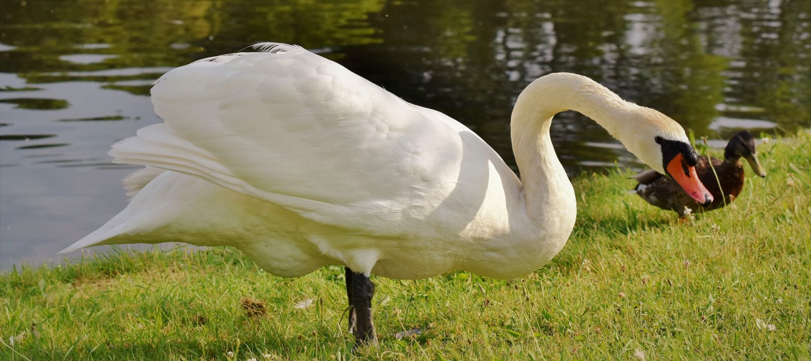 Nikon D7200 sample photo. Swan, water bird, bird photography