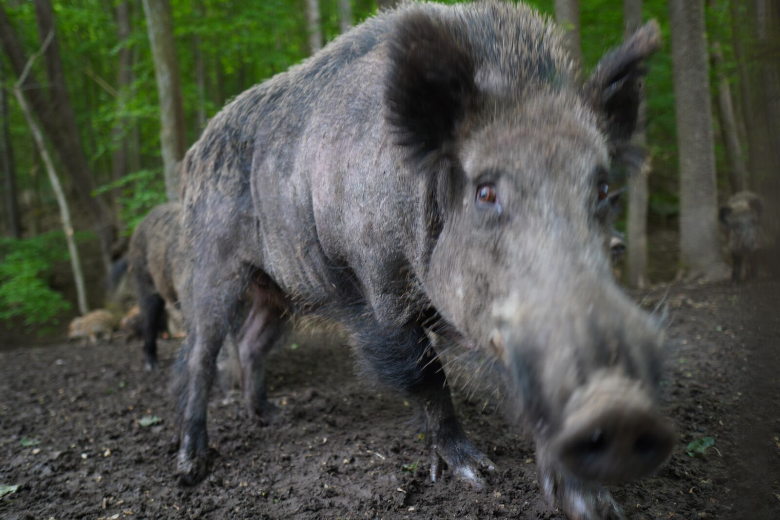 Sony a6400 + Sigma 16mm F1.4 DC DN | C sample photo. Wild boar, pig, sows photography