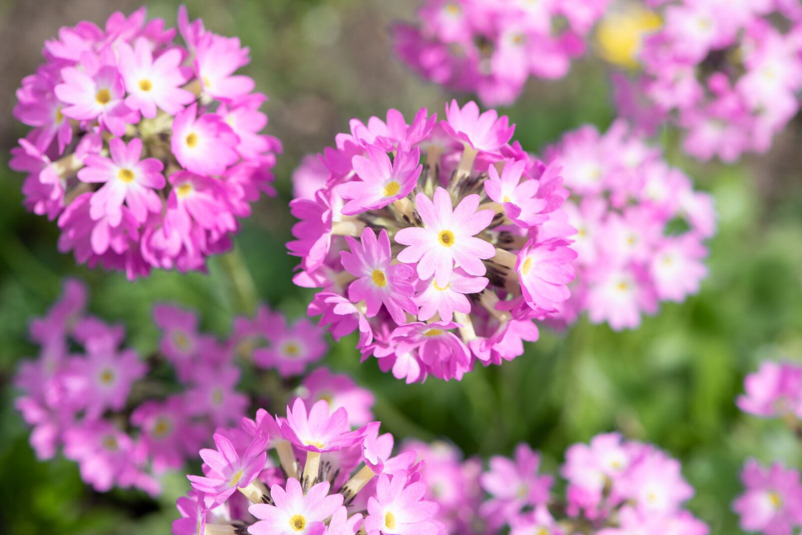 Nikon D750 sample photo. Drumstick, pink, primrose photography