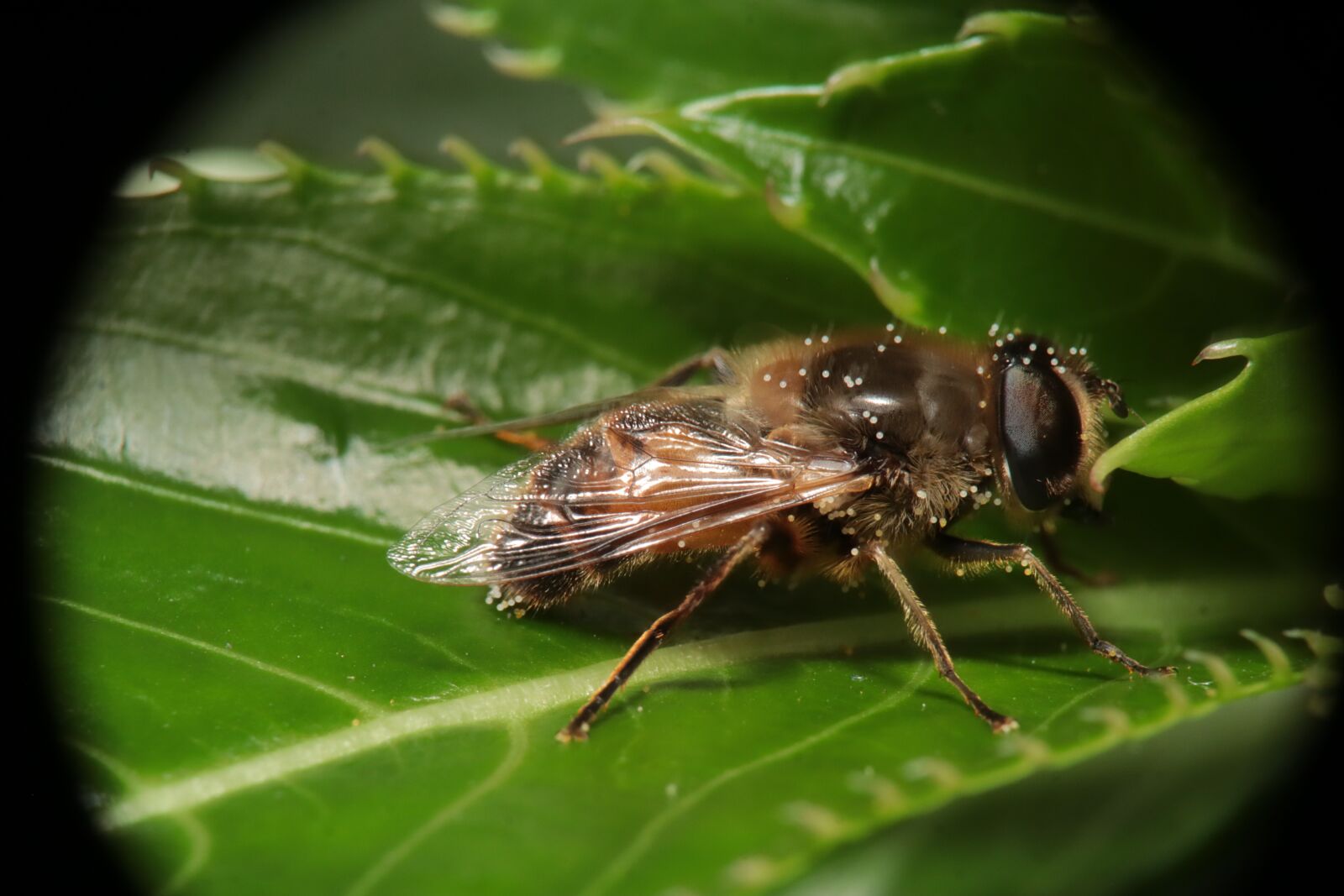 Canon EF-M 15-45mm F3.5-6.3 IS STM sample photo. Insect, garden, obrera photography