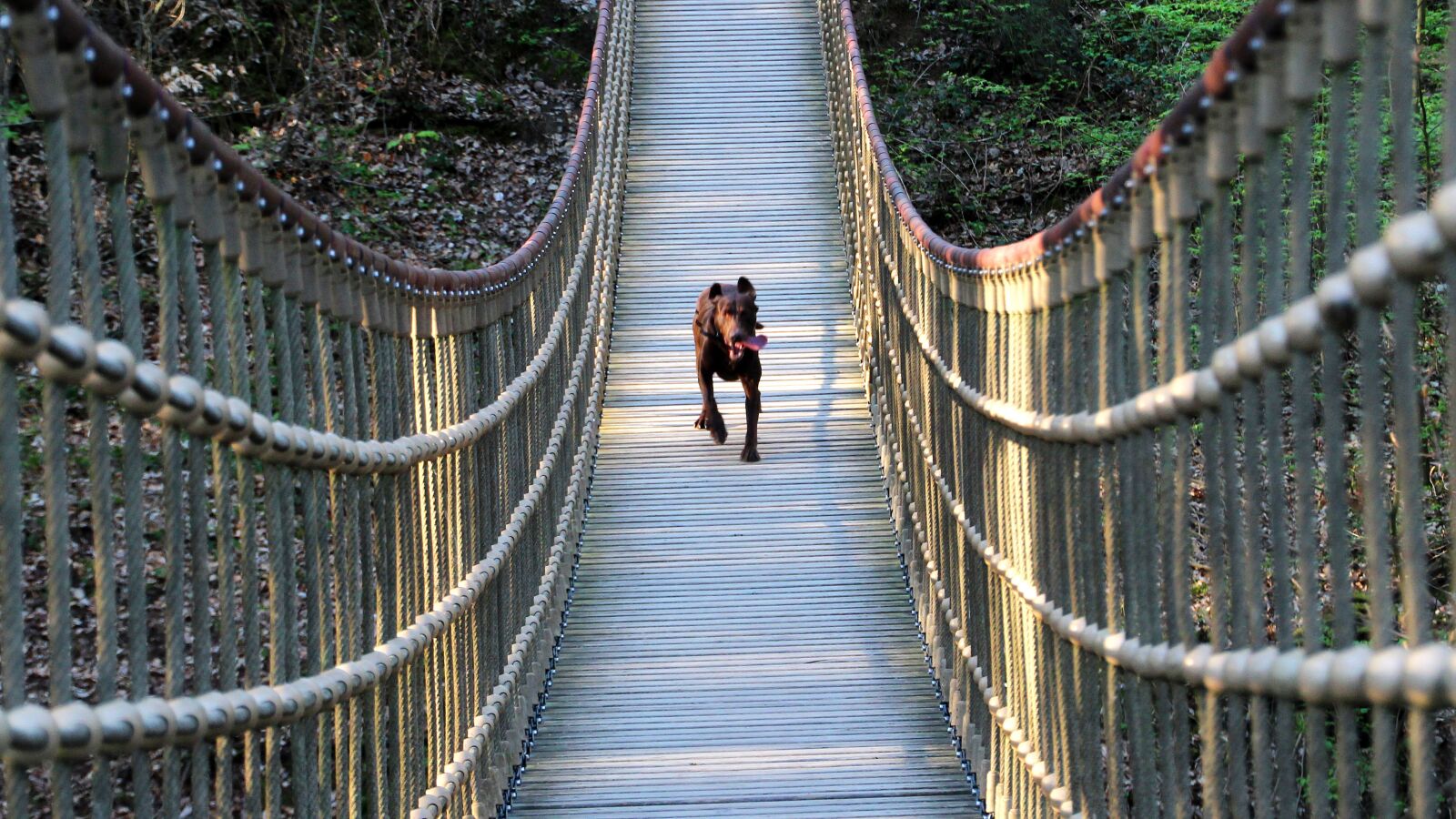 Canon EOS 600D (Rebel EOS T3i / EOS Kiss X5) sample photo. Dog, bridge, nature photography