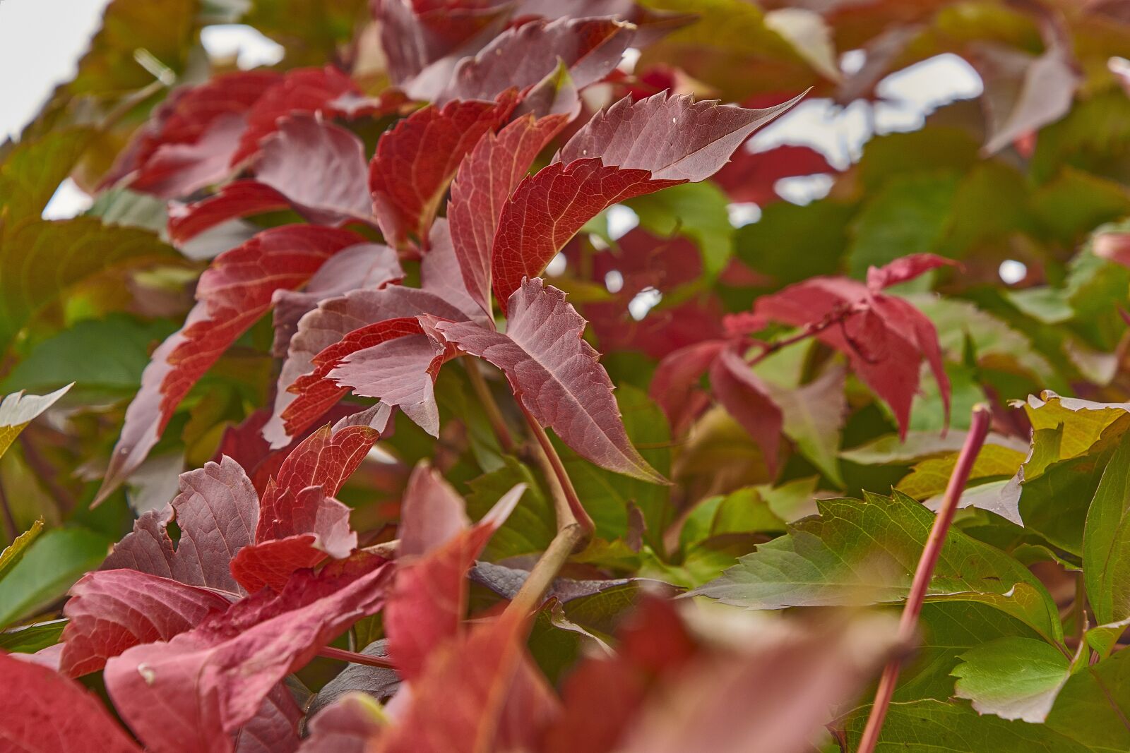 Nikon D7200 sample photo. Autumn, red, forest photography