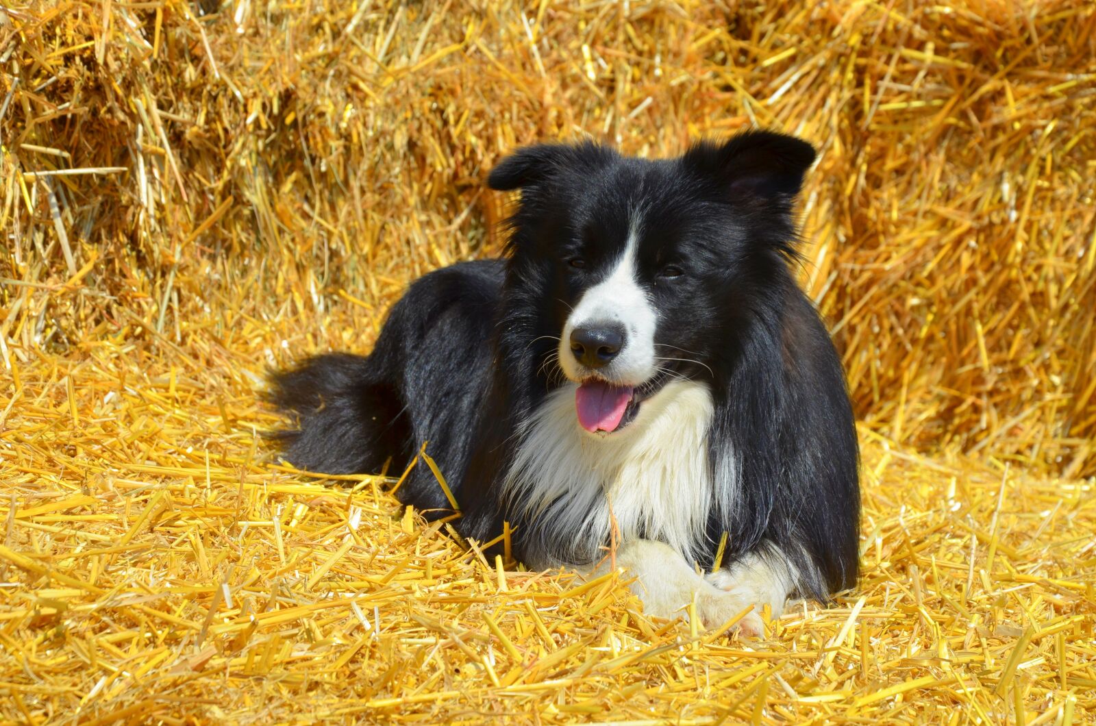 Nikon D5100 sample photo. Dog, border collie, british photography