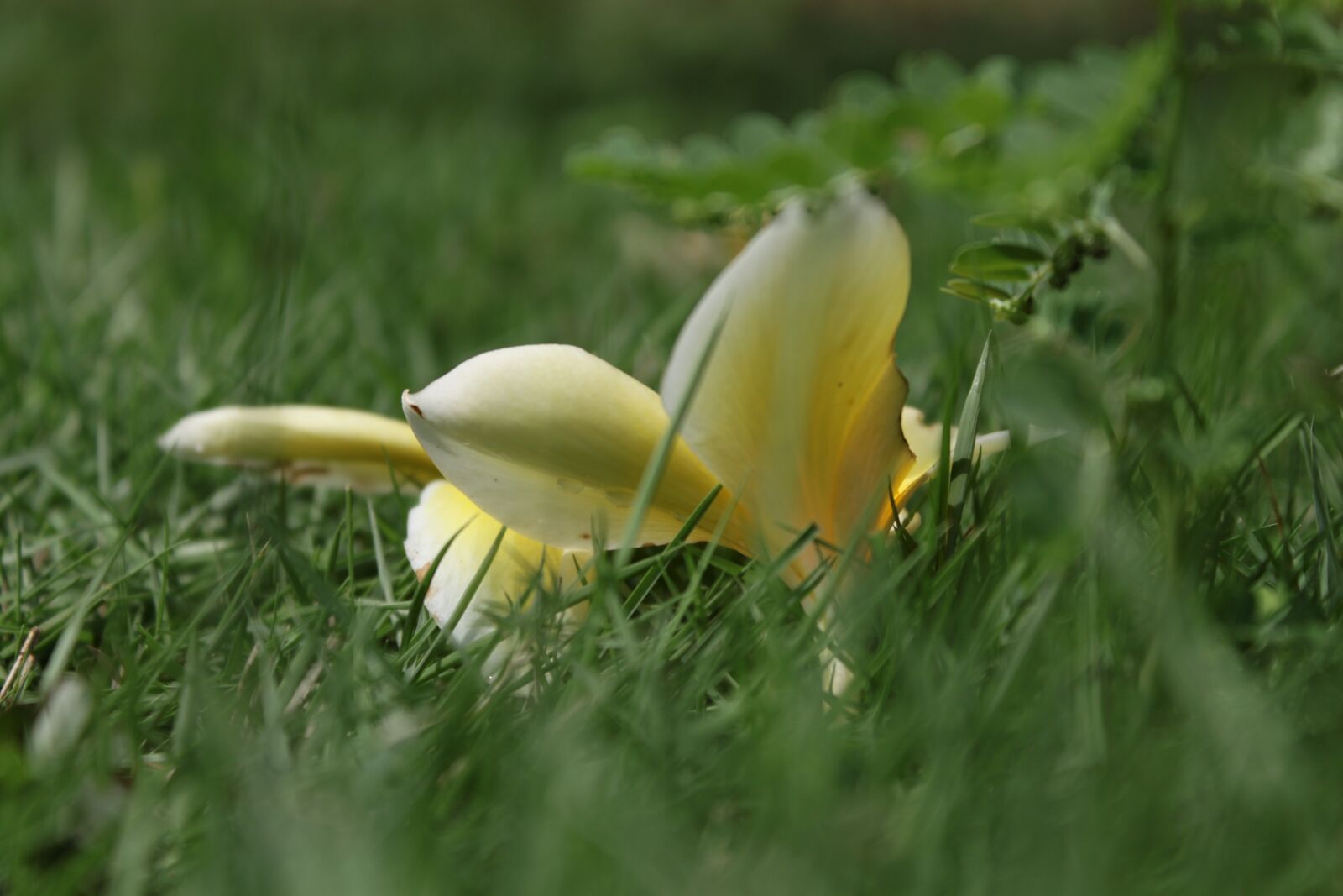 Canon EOS 500D (EOS Rebel T1i / EOS Kiss X3) sample photo. Cambodia, flower, beautiful photography