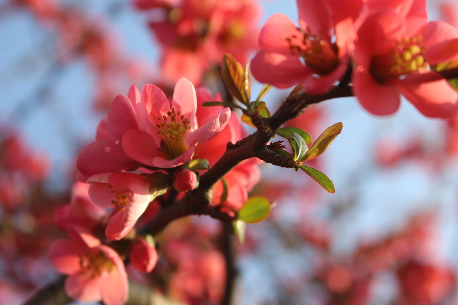 Canon EOS 100D (EOS Rebel SL1 / EOS Kiss X7) sample photo. Flora, nature, spring photography