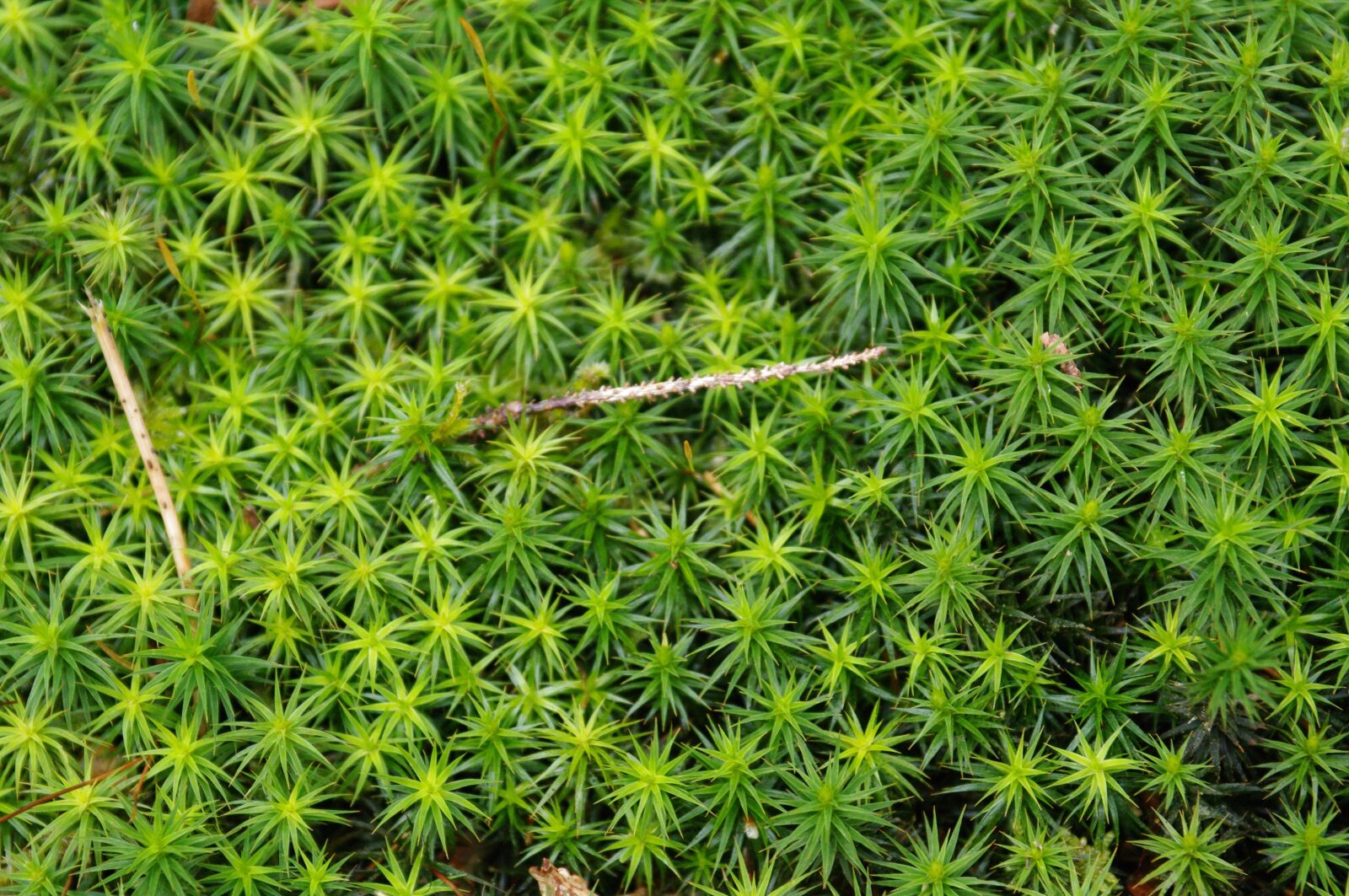 Pentax K-7 sample photo. Moss, nature, green photography