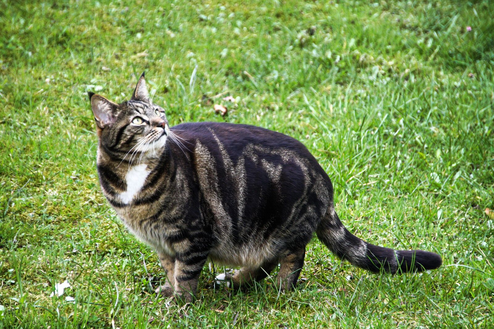 Canon EOS 1000D (EOS Digital Rebel XS / EOS Kiss F) sample photo. Cat, animal, pet photography