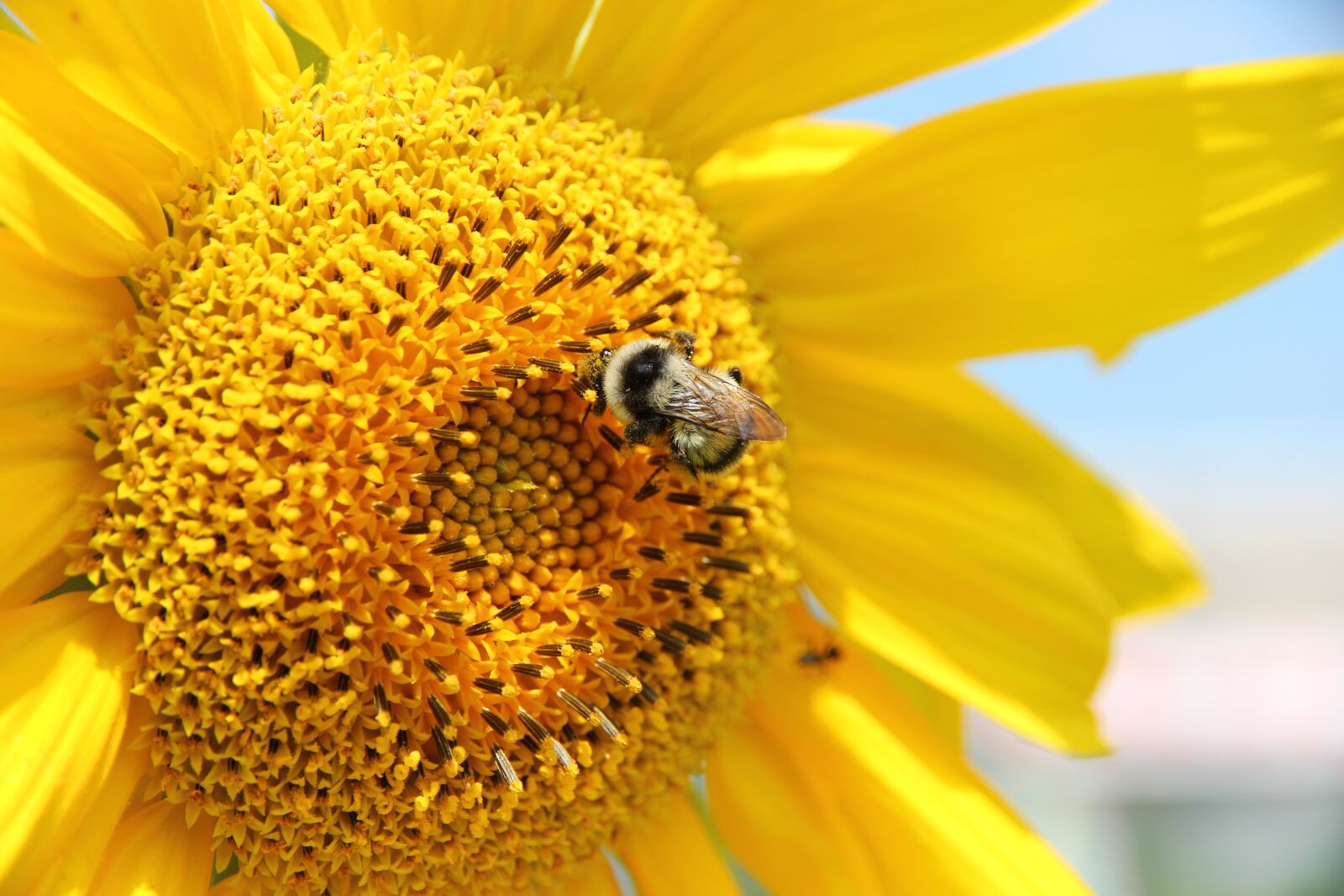Canon EOS 650D (EOS Rebel T4i / EOS Kiss X6i) sample photo. Sunflower, plant, flower photography