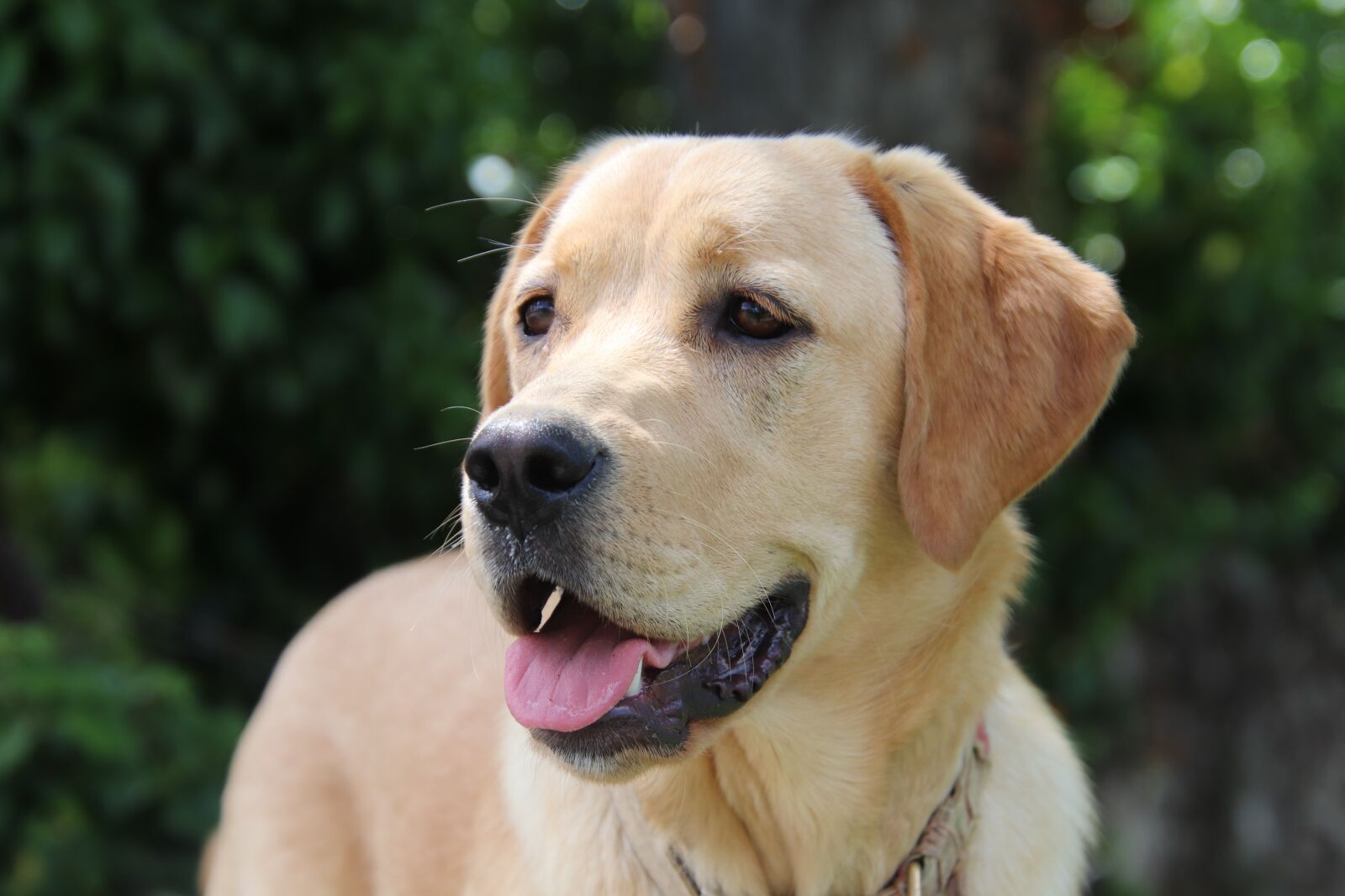 Canon EOS 800D (EOS Rebel T7i / EOS Kiss X9i) sample photo. Dog, golden retriever, canine photography