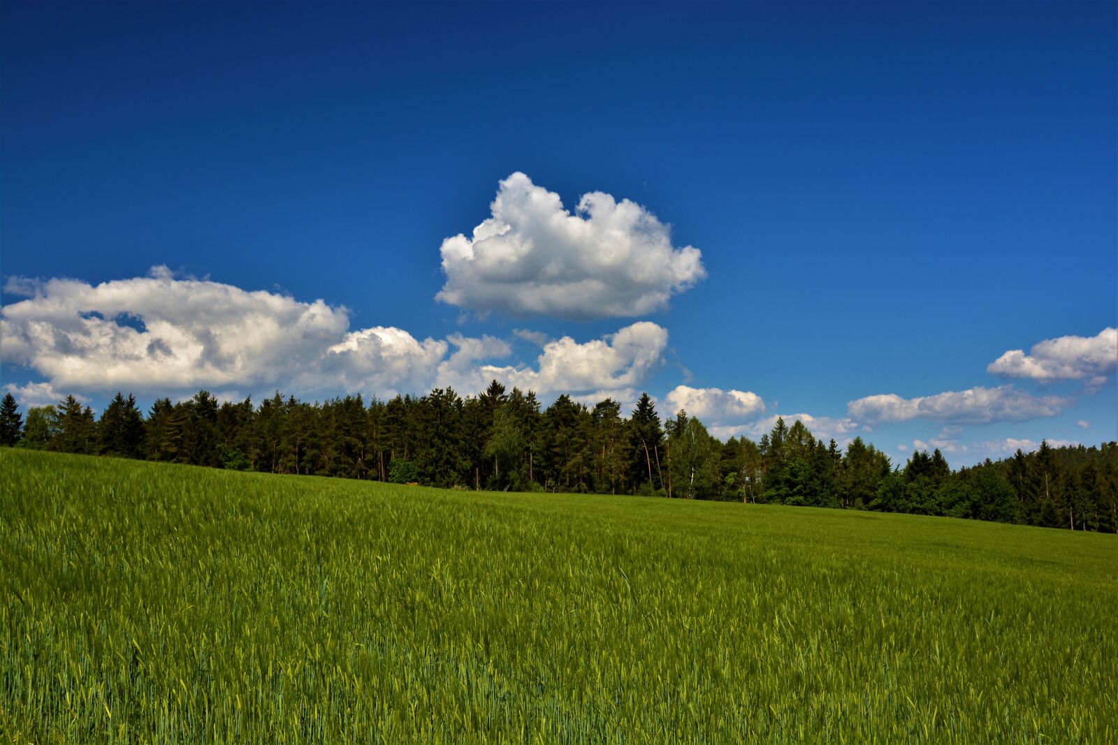 Nikon D5200 sample photo. Wolken, wald, horizont photography
