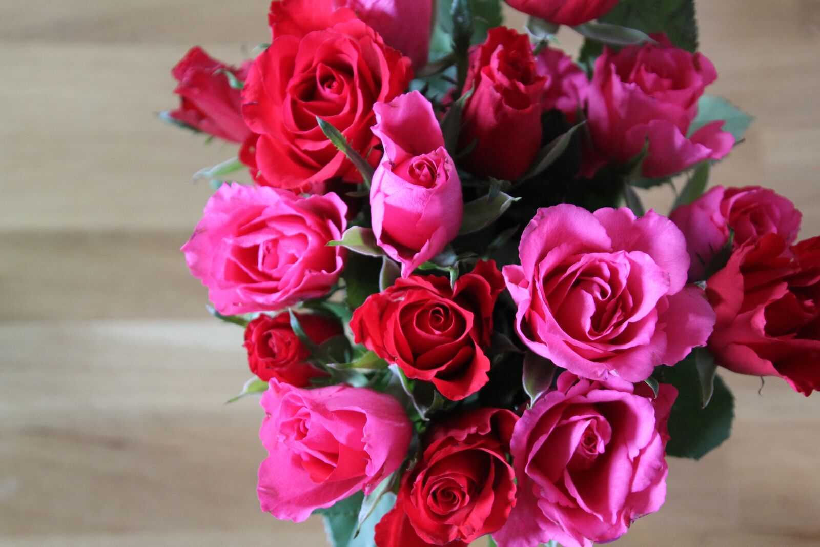 Canon EOS 60D sample photo. Roses, red, pink roses photography