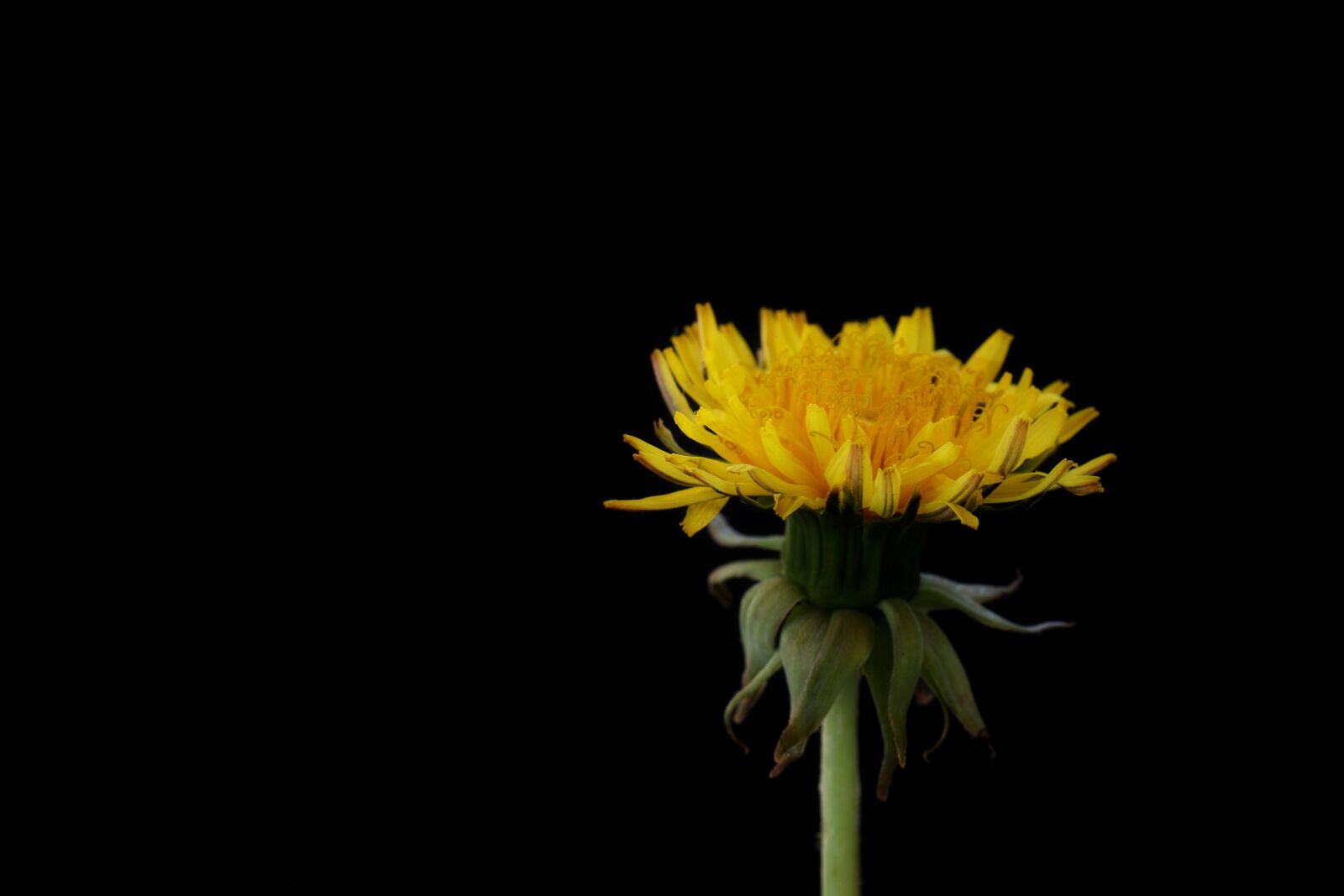 Canon EOS 80D sample photo. Flower, spring, summer photography
