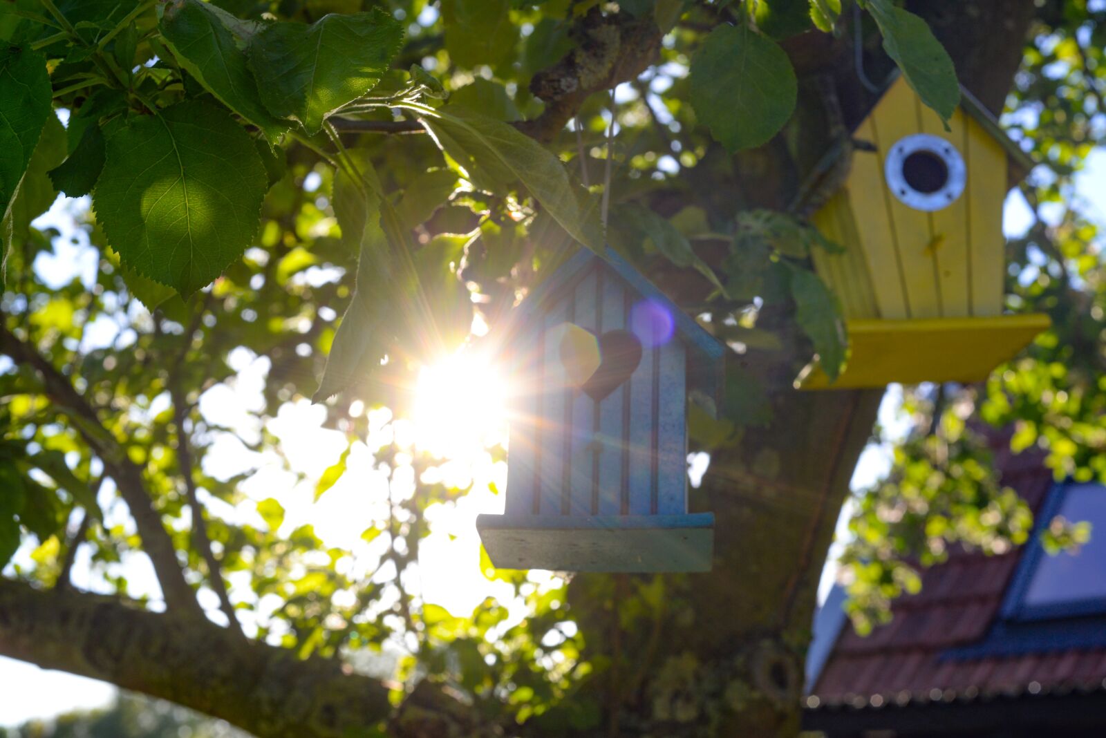 Nikon D610 sample photo. Bird, houses, sun photography