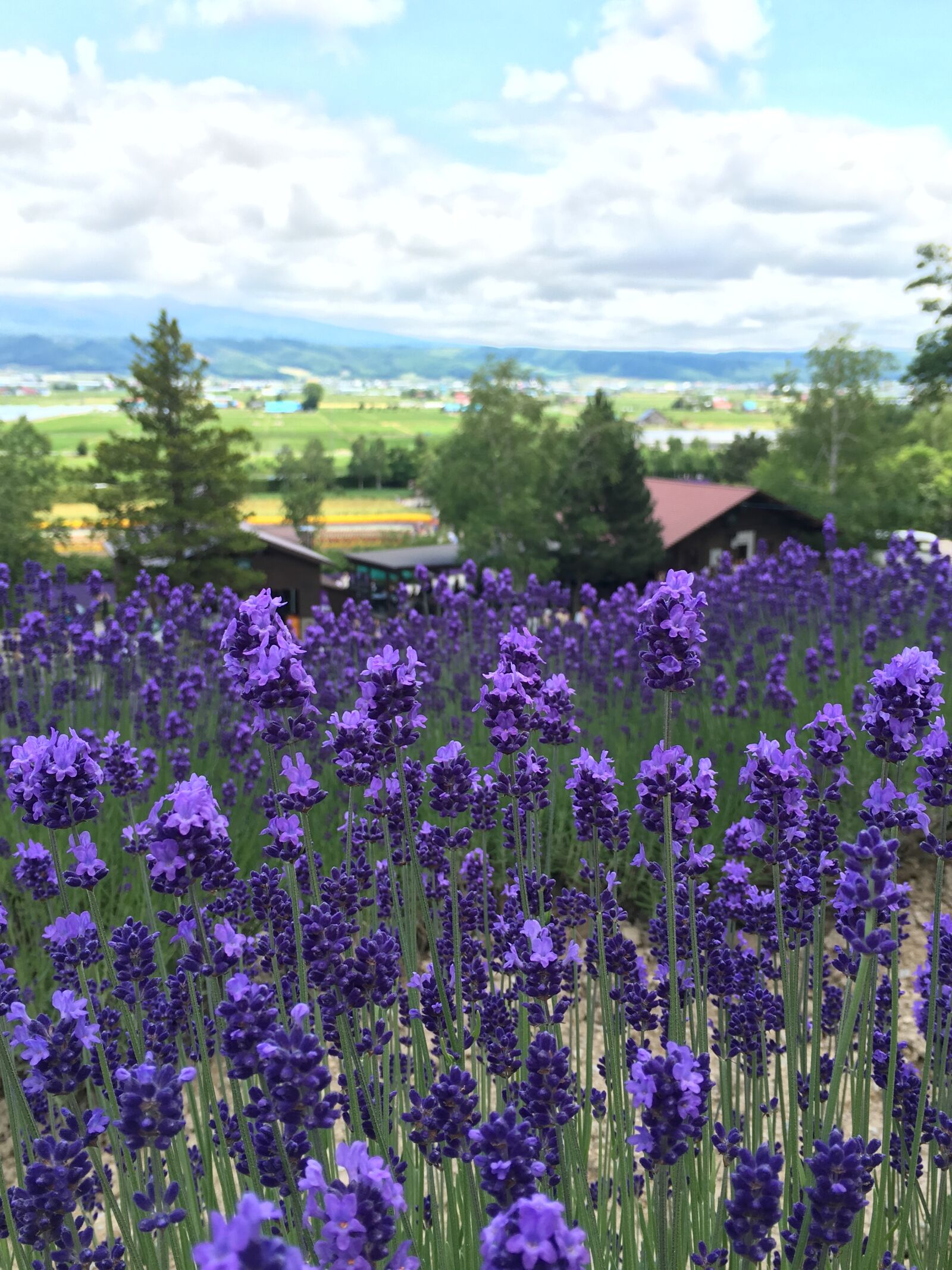 Apple iPhone 6s Plus sample photo. Lavender, hokkaido, landscape photography