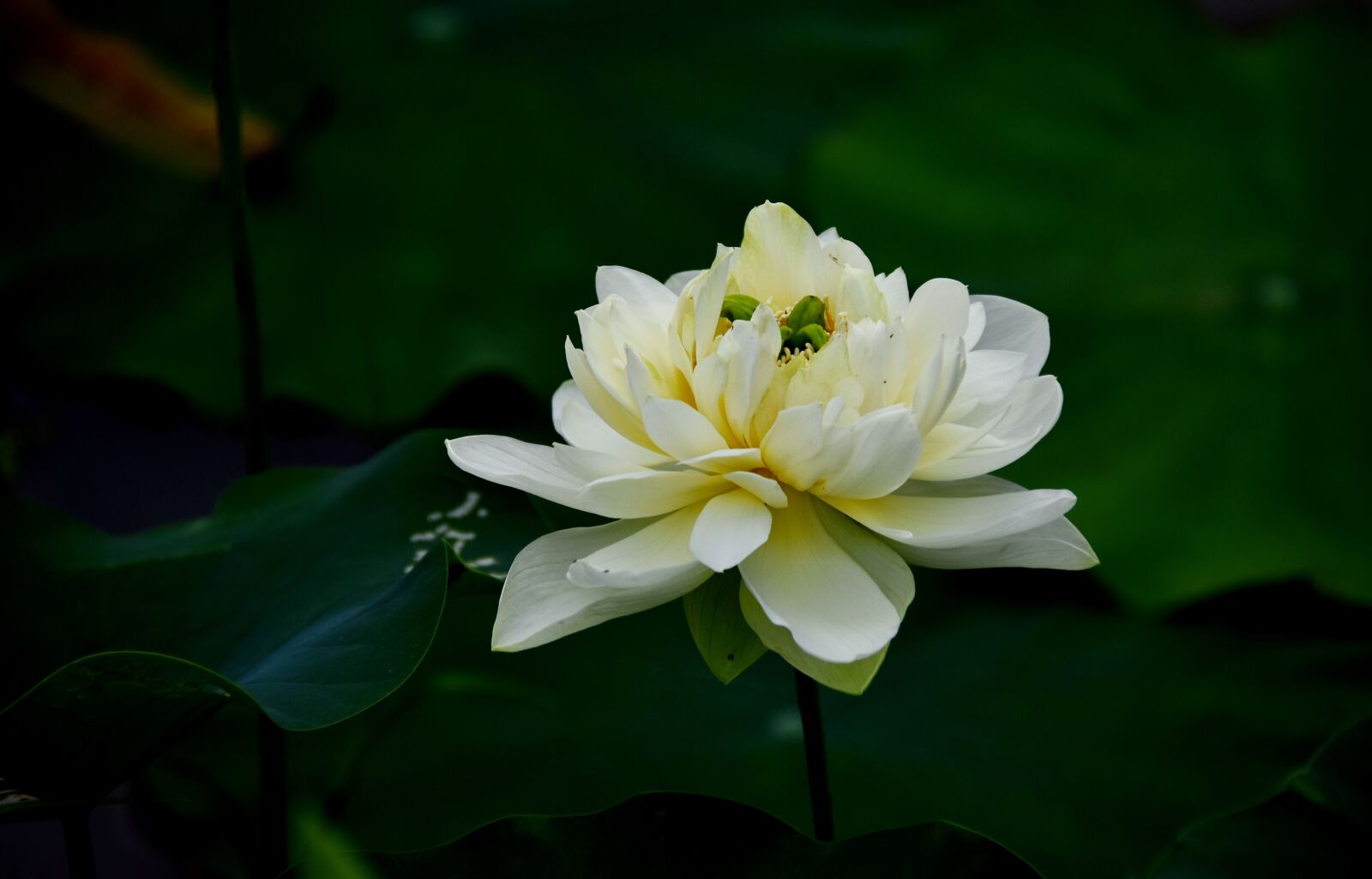 Nikon D7200 sample photo. Golden lotus, blooming, flower photography