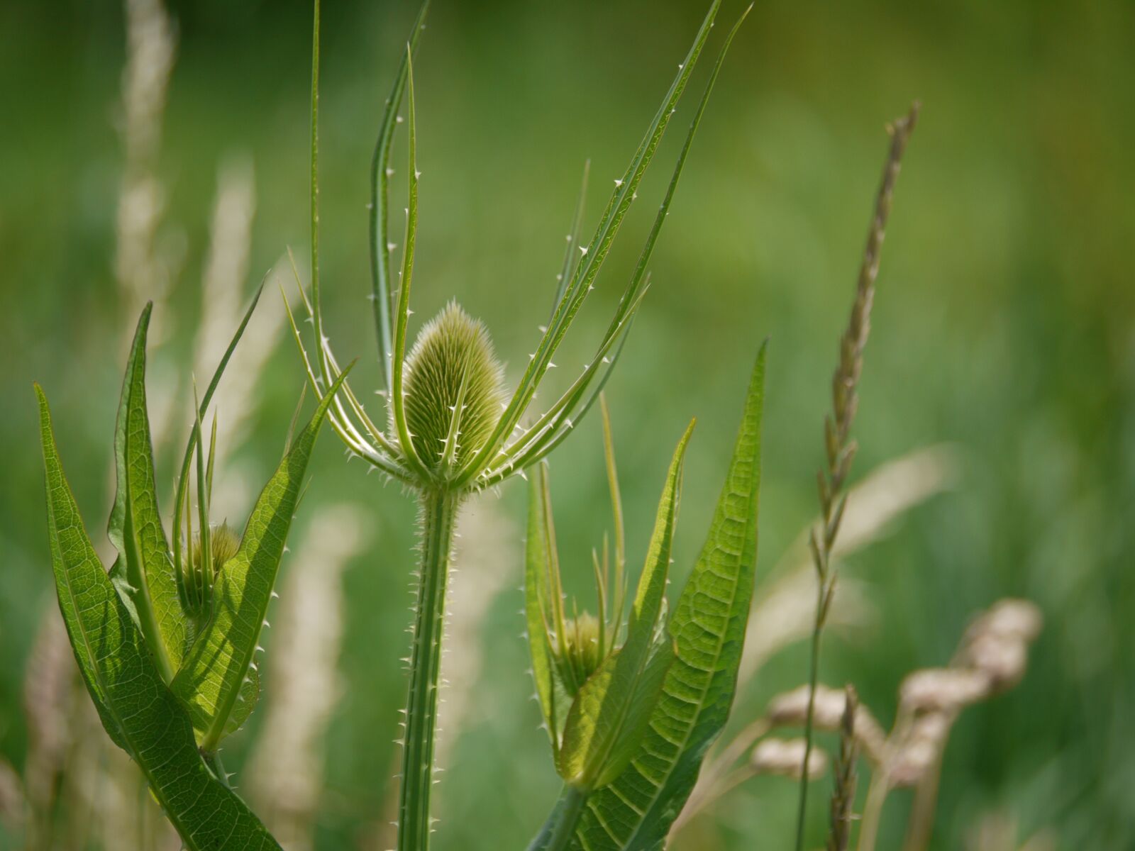 Panasonic Lumix DMC-G1 sample photo. Thistle, bud, thorns photography