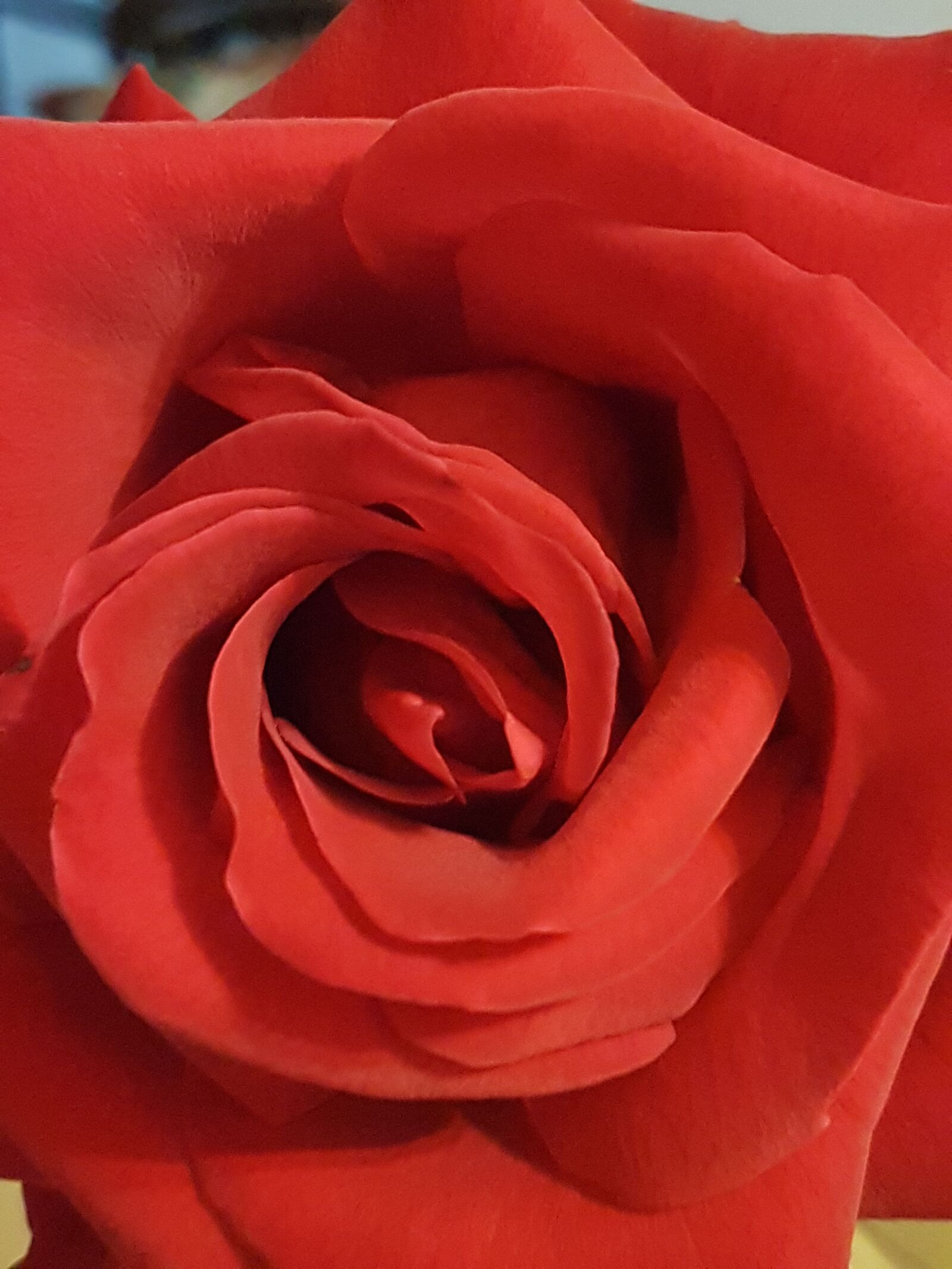Samsung Galaxy S7 sample photo. Rose, red, closeup photography