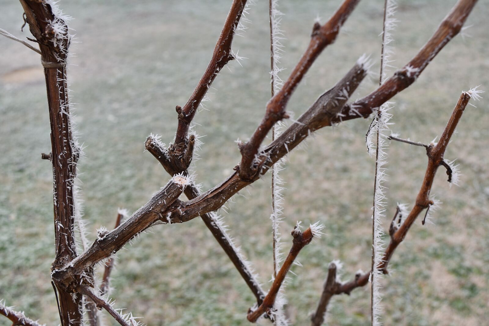 Nikon D5500 sample photo. Branches, cold, frost, ice photography