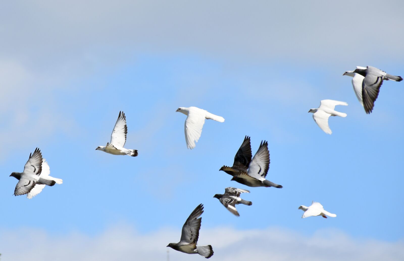 Nikon D5500 sample photo. Birds, pigeon, pigeons photography