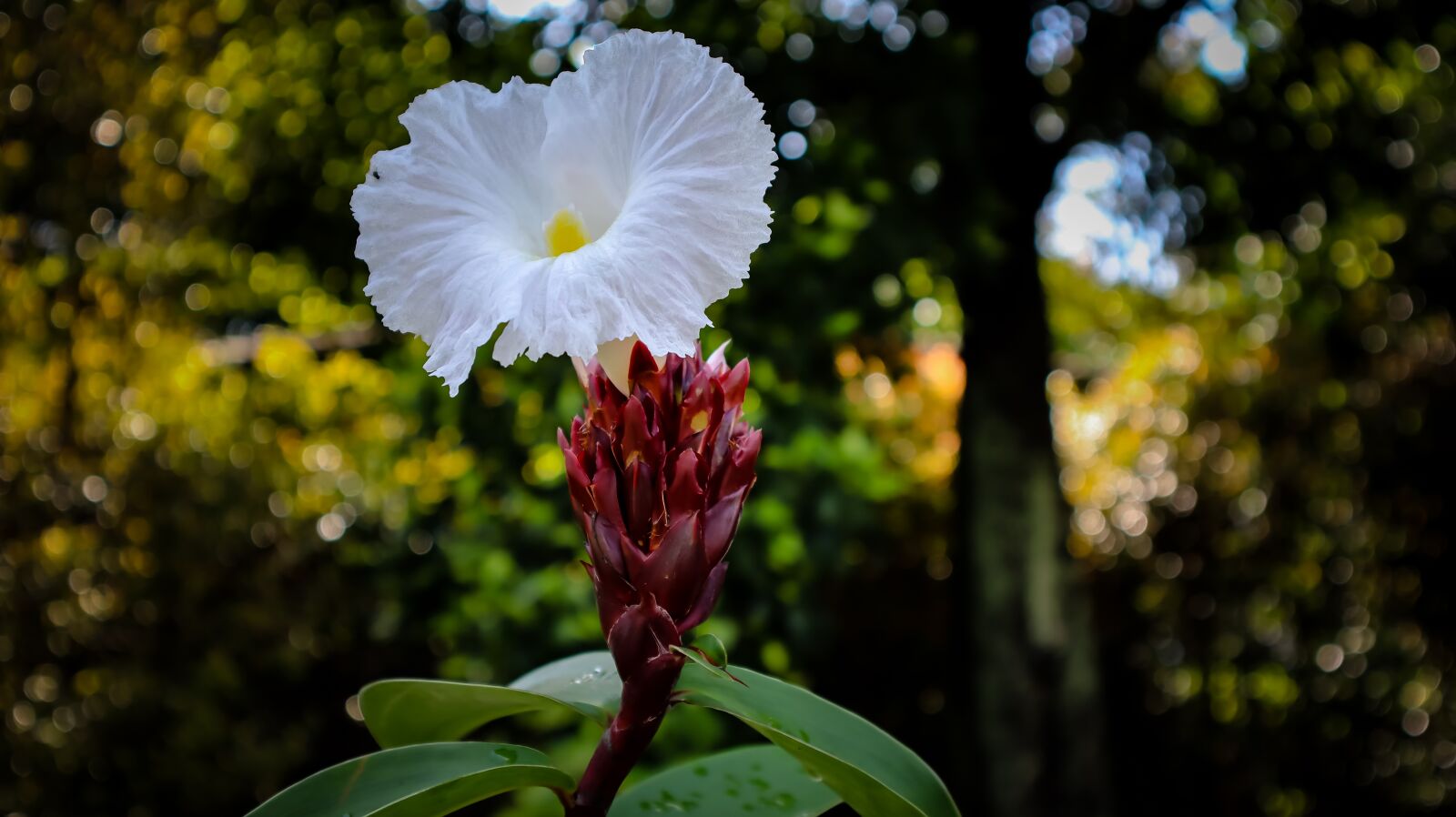 Canon EF-M 15-45mm F3.5-6.3 IS STM sample photo. Flower, botanical, floral photography