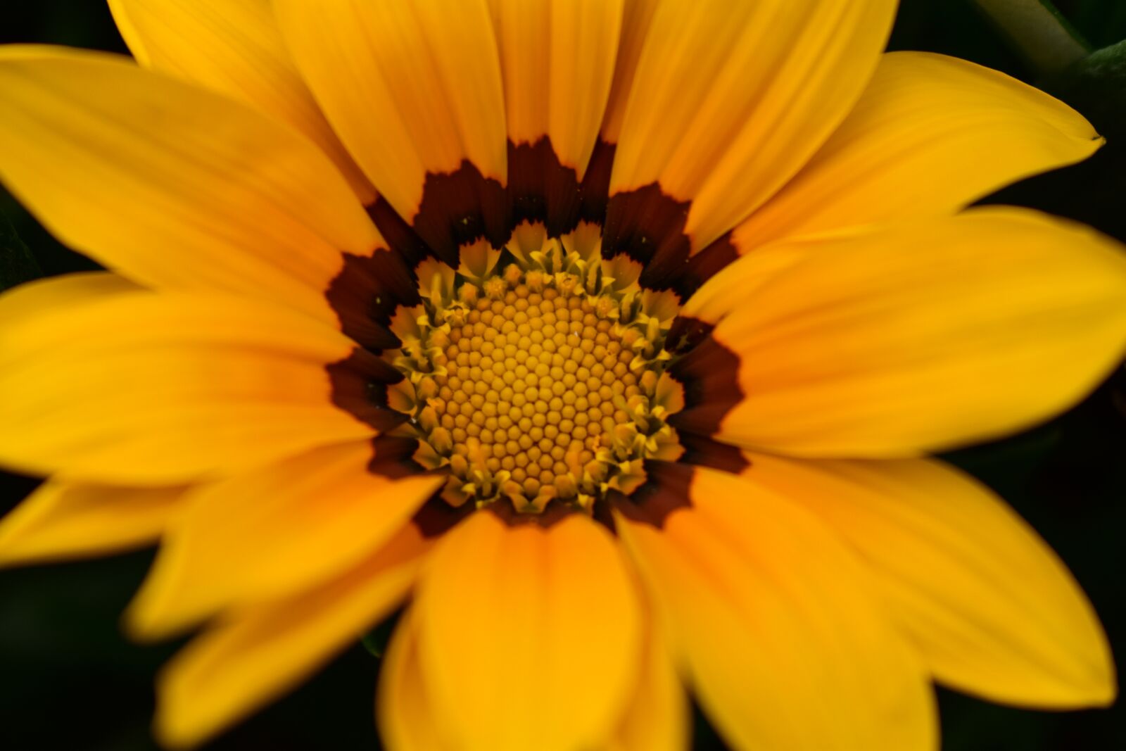 Nikon D3400 sample photo. Flower, plant, nature photography