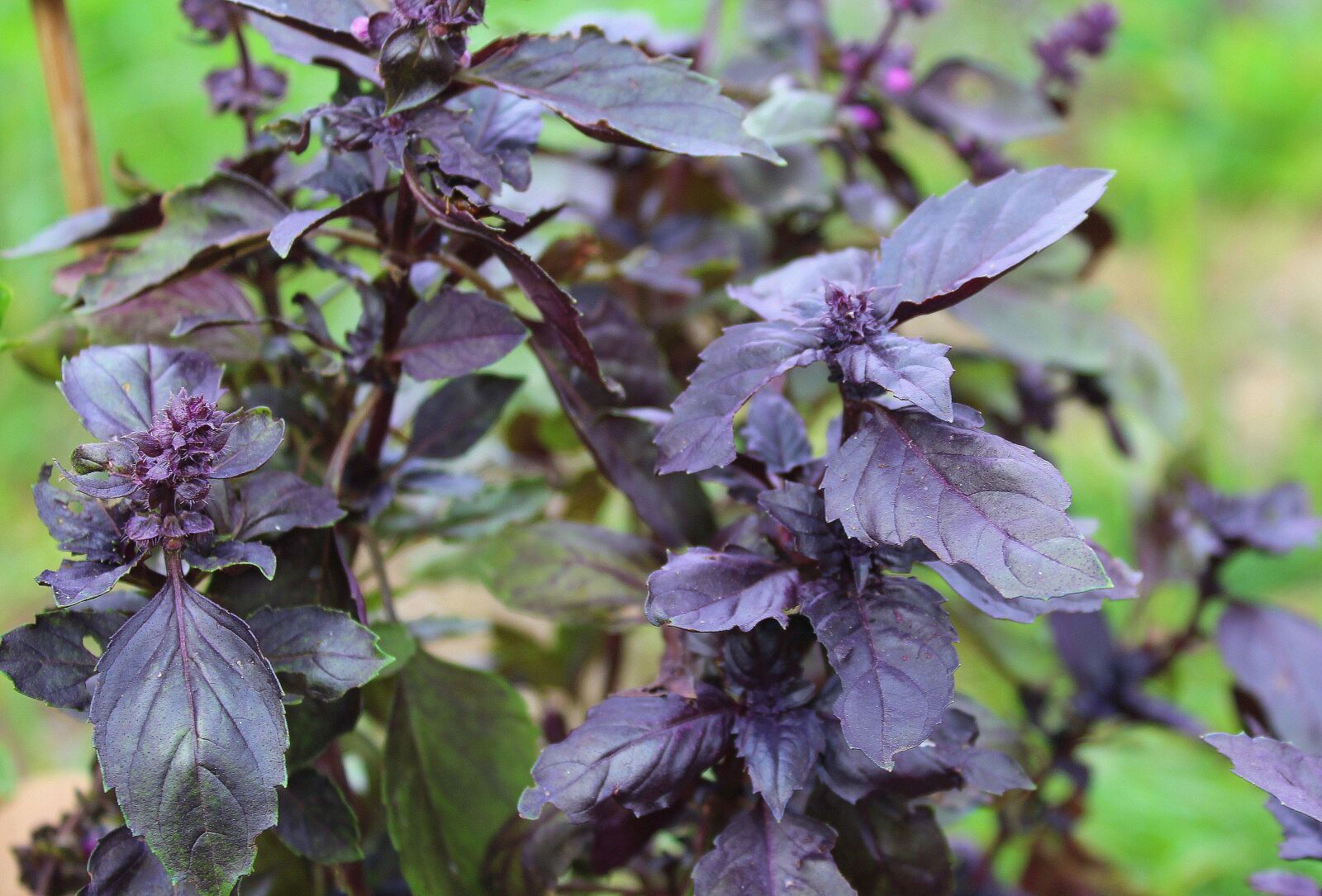 Canon EOS 1200D (EOS Rebel T5 / EOS Kiss X70 / EOS Hi) sample photo. Red basil, herbs, spice photography